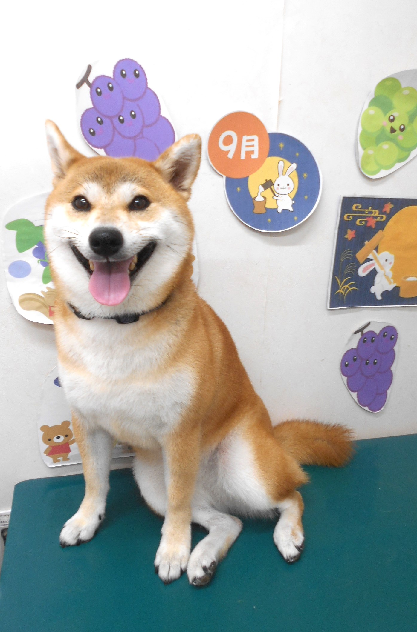 柴犬のトリミングカット シュシュどうぶつ病院の1枚目