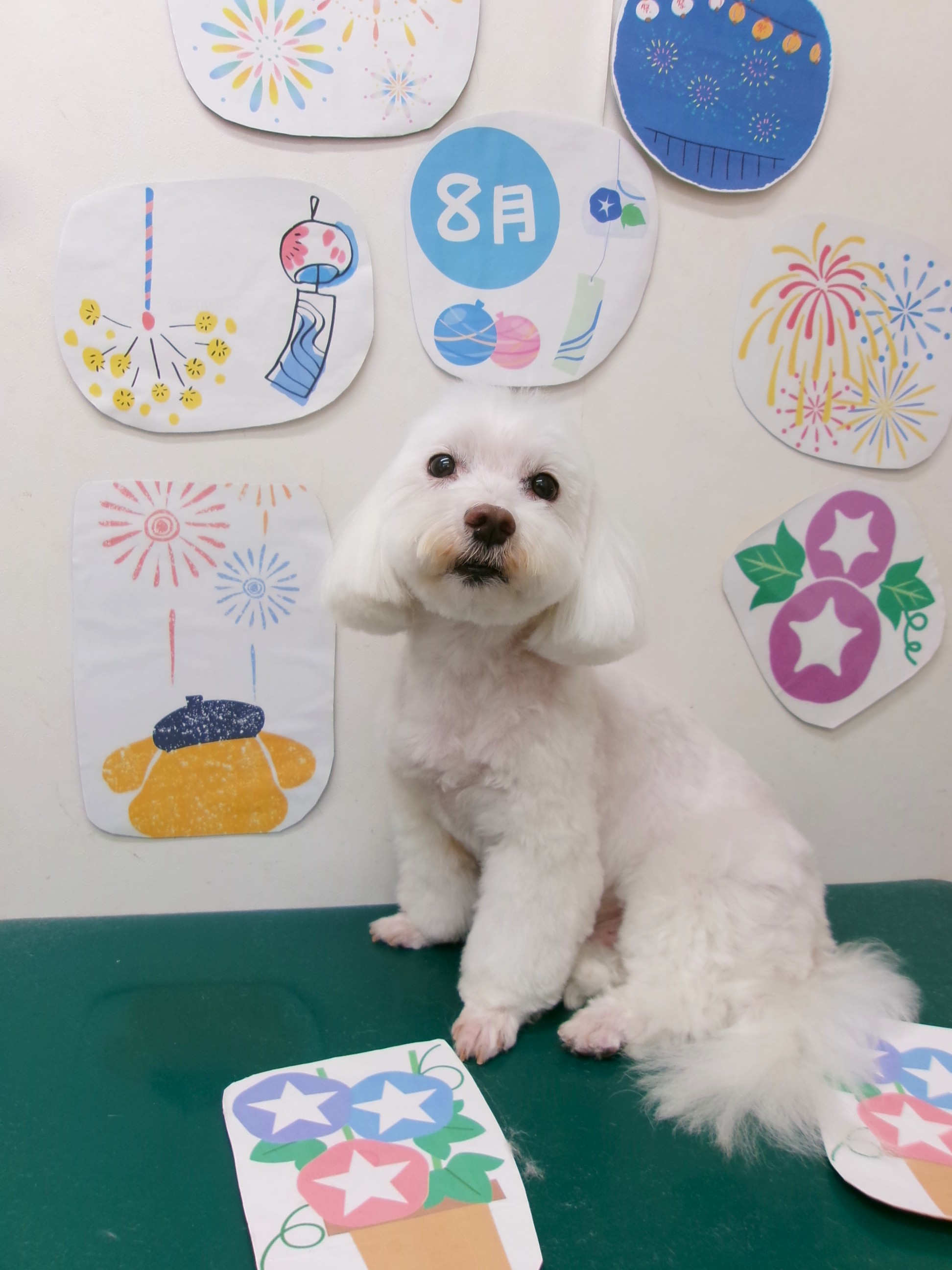 トリミングサロン シュシュどうぶつ病院のトリミングカット-10299の1枚目