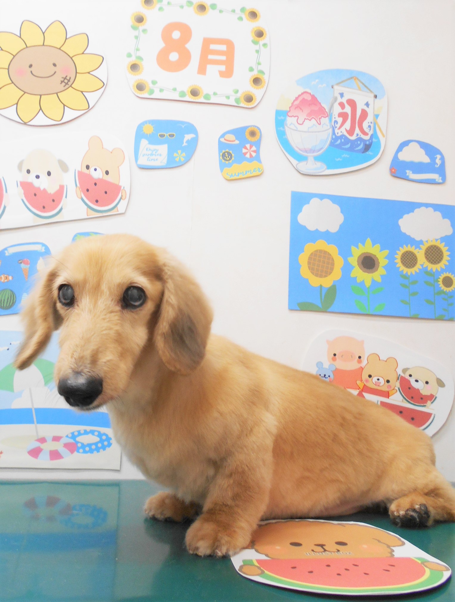 ミニチュアダックスフンドのトリミングカット シュシュどうぶつ病院の1枚目