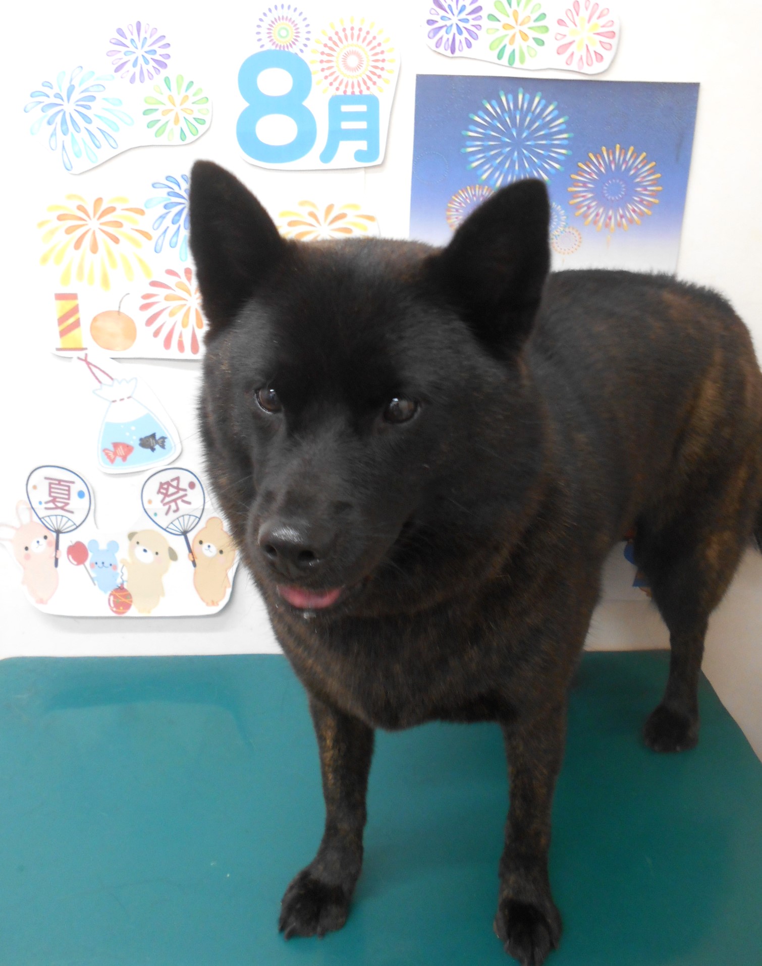 甲斐犬のトリミングカット シュシュどうぶつ病院の1枚目