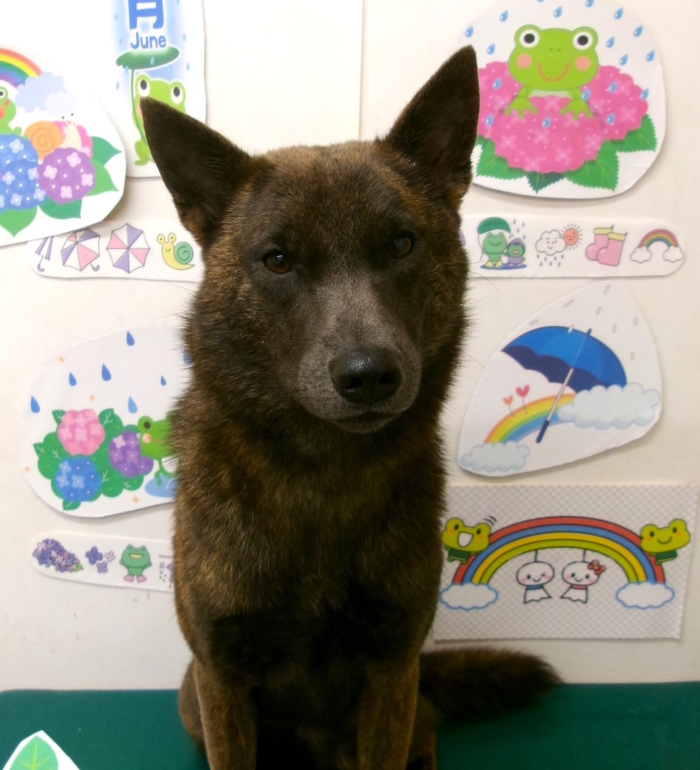 トリミングサロン シュシュどうぶつ病院のトリミングカット-10119の1枚目