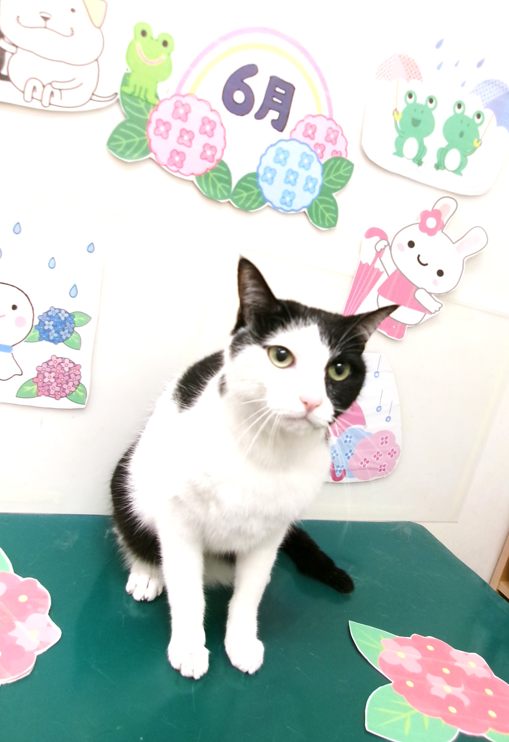 その他の猫種のトリミングカット シュシュどうぶつ病院の1枚目