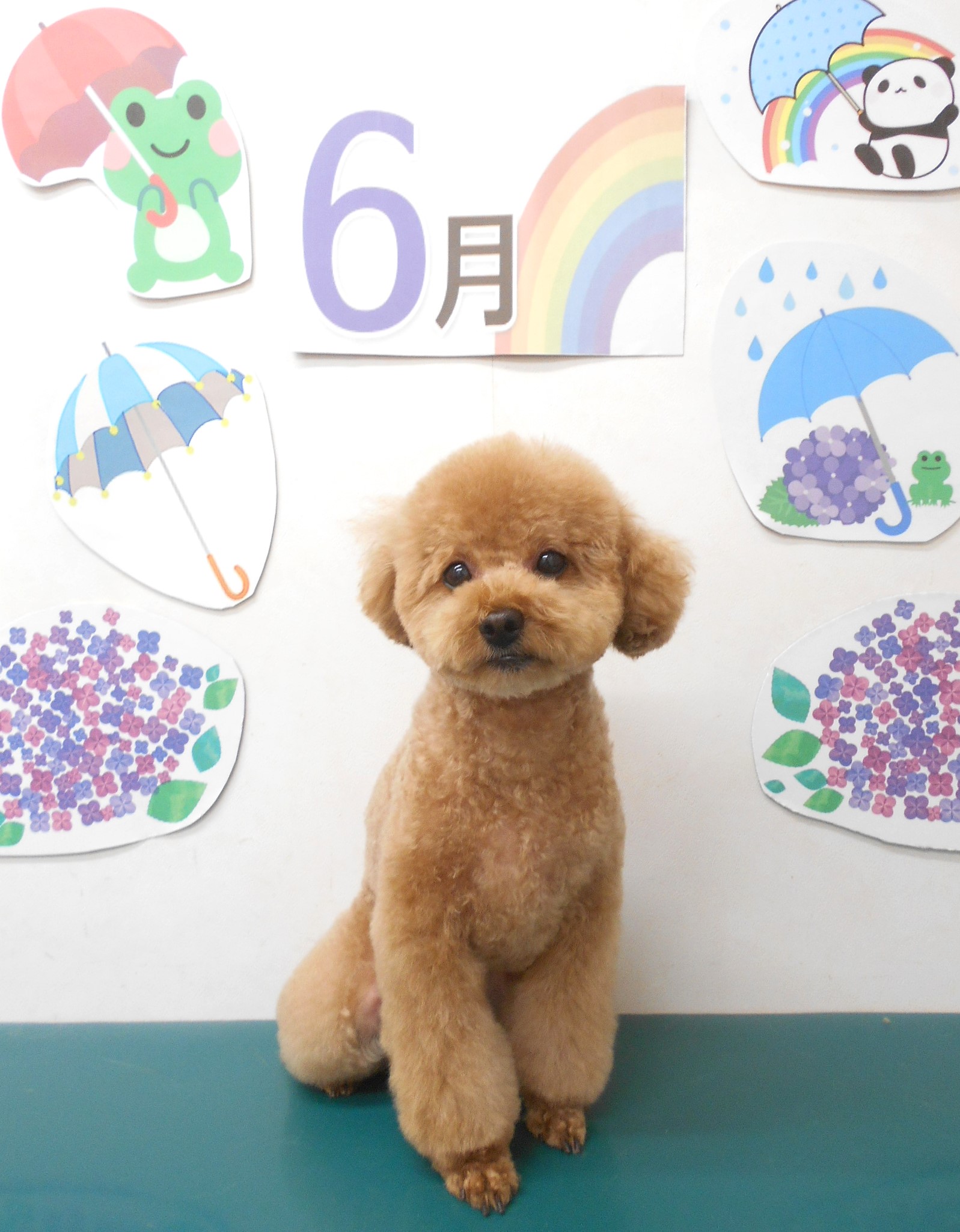 トイプードルのトリミングカット シュシュどうぶつ病院の1枚目