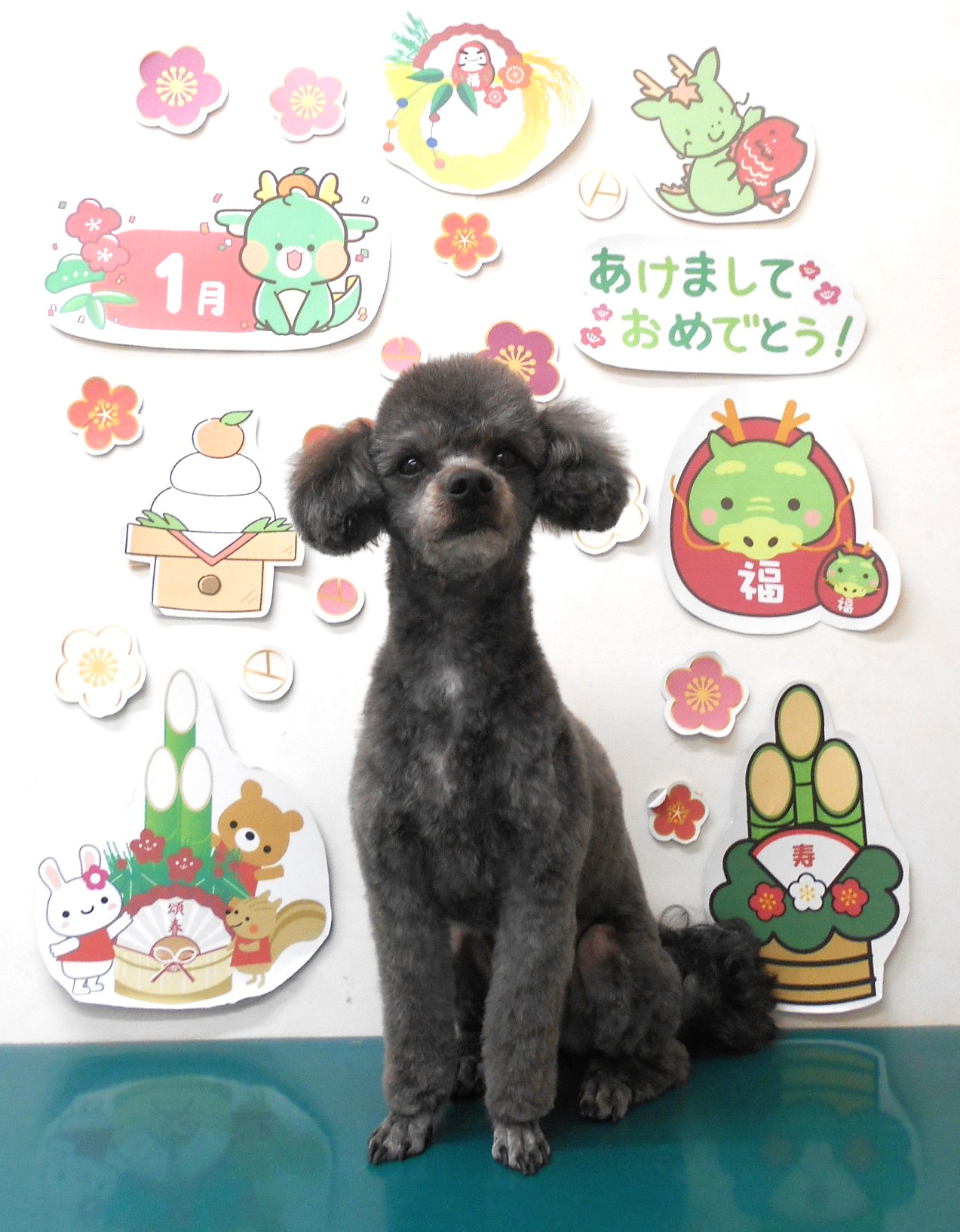 ミックス犬(その他)のトリミングカット シュシュどうぶつ病院の1枚目