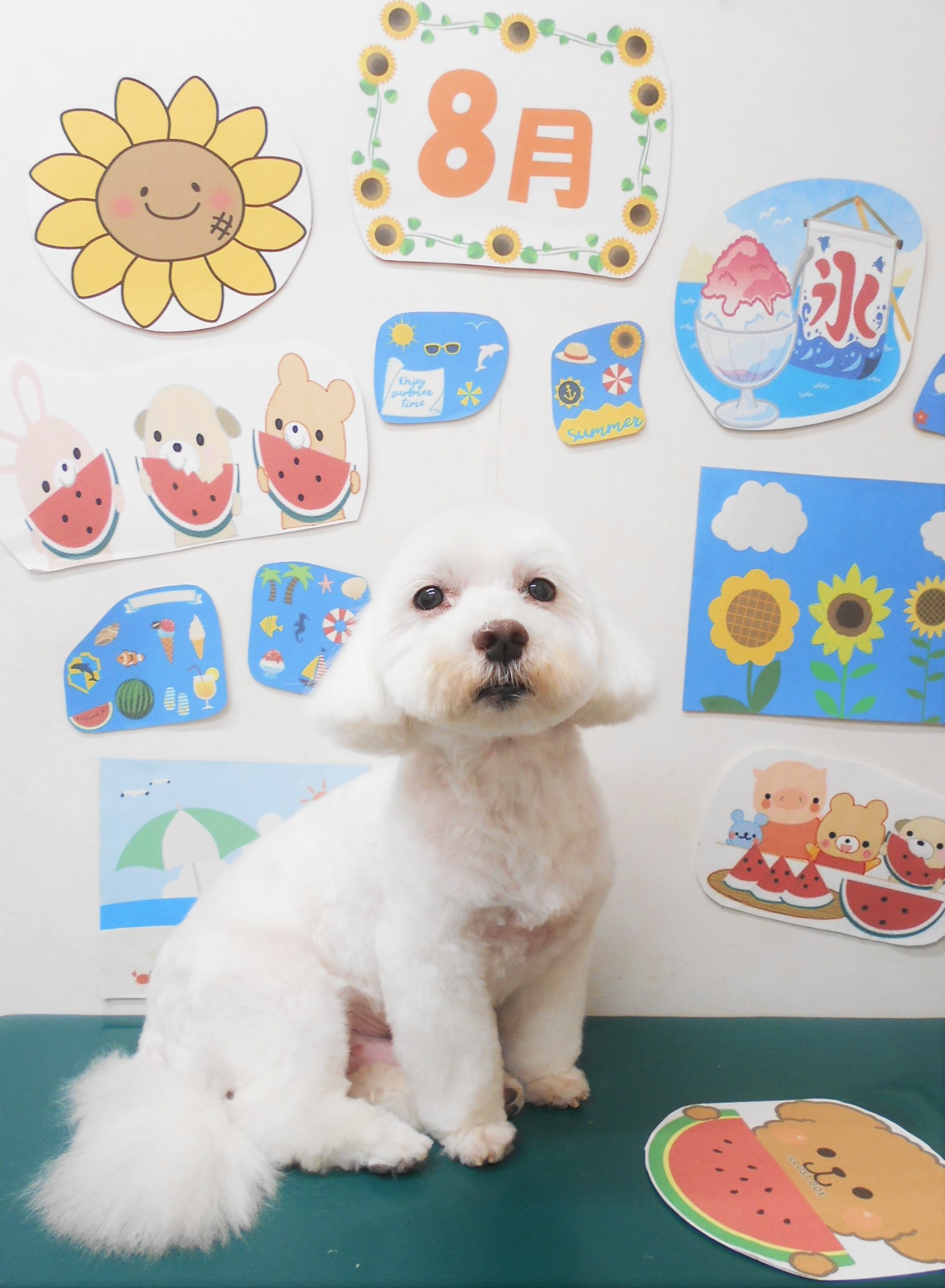 ミックス犬(その他)のトリミングカット シュシュどうぶつ病院の1枚目