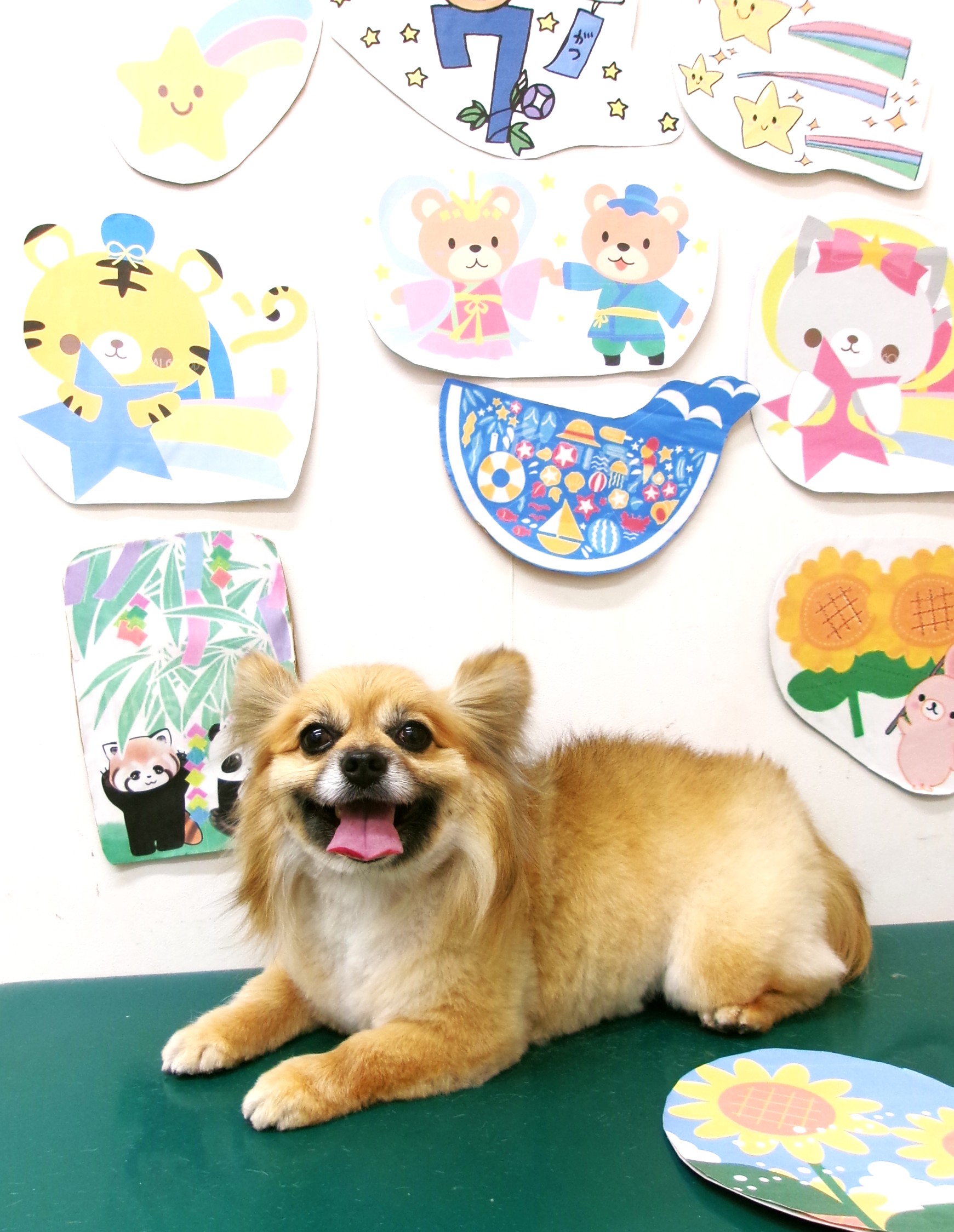 トリミングサロン シュシュどうぶつ病院のトリミングカット-10219の1枚目