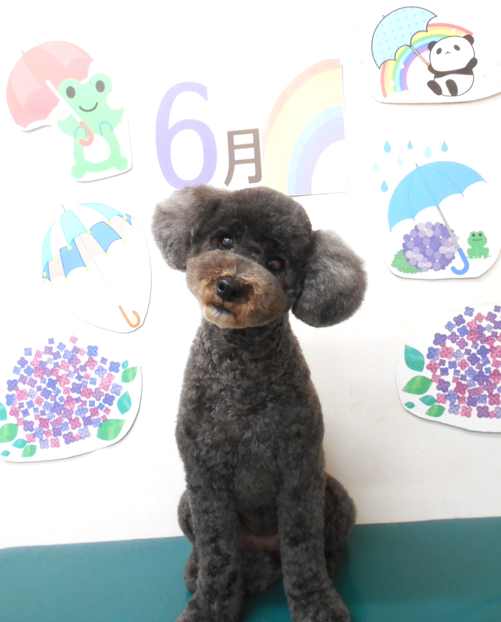 トイプードルのトリミングカット シュシュどうぶつ病院の1枚目