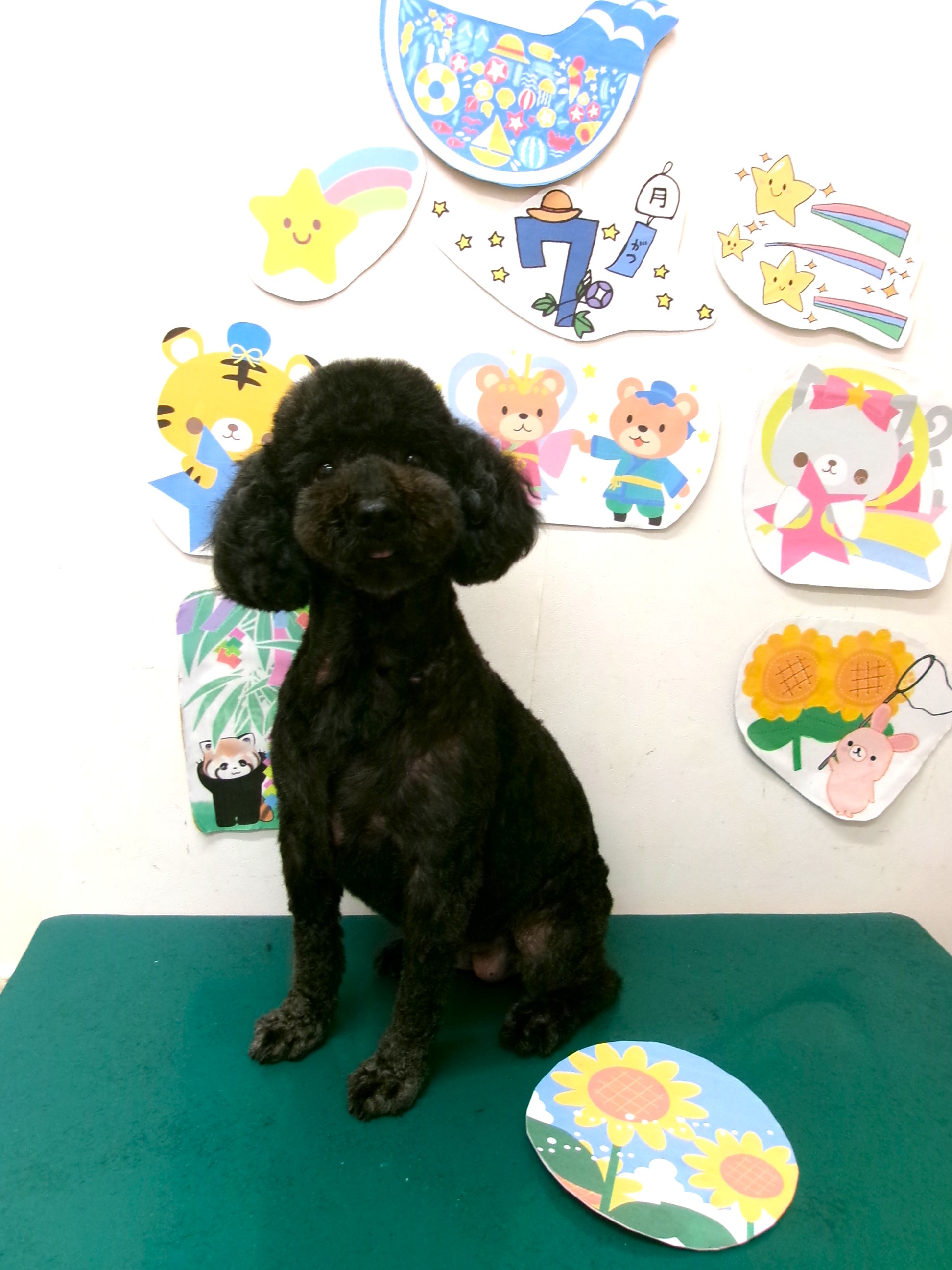 トリミングサロン シュシュどうぶつ病院のトリミングカット-10202の1枚目