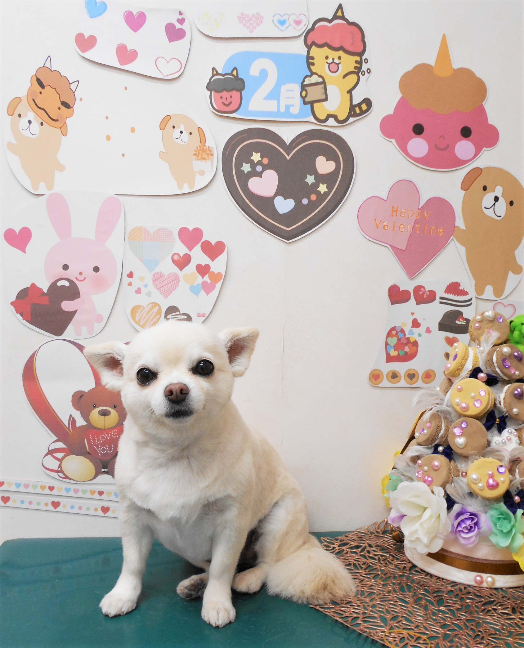 チワワのトリミングカット シュシュどうぶつ病院の1枚目