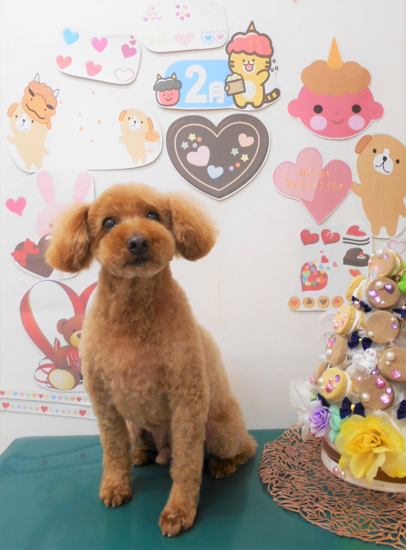 トイプードルのトリミングカット シュシュどうぶつ病院の1枚目