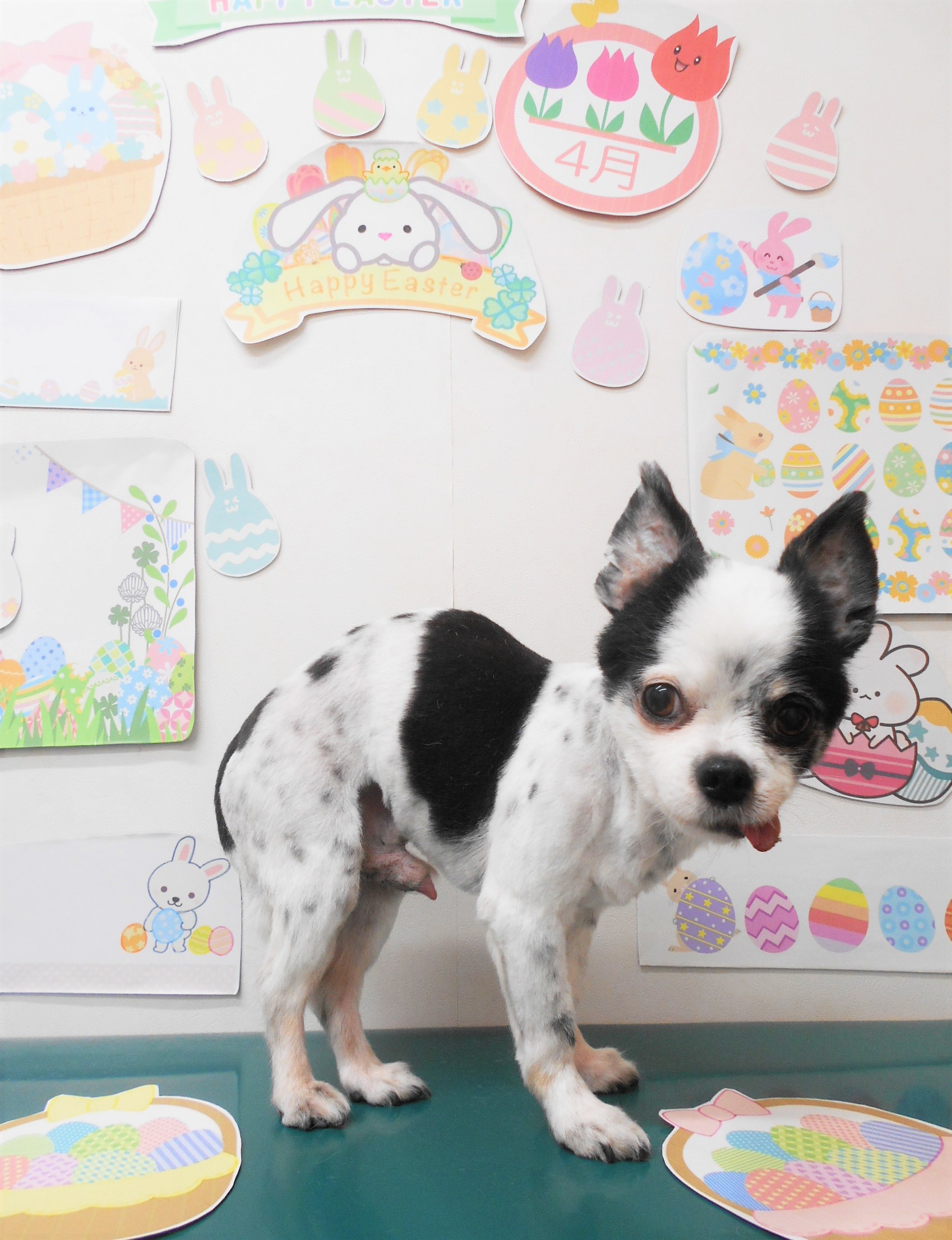 チワワのトリミングカット シュシュどうぶつ病院の1枚目