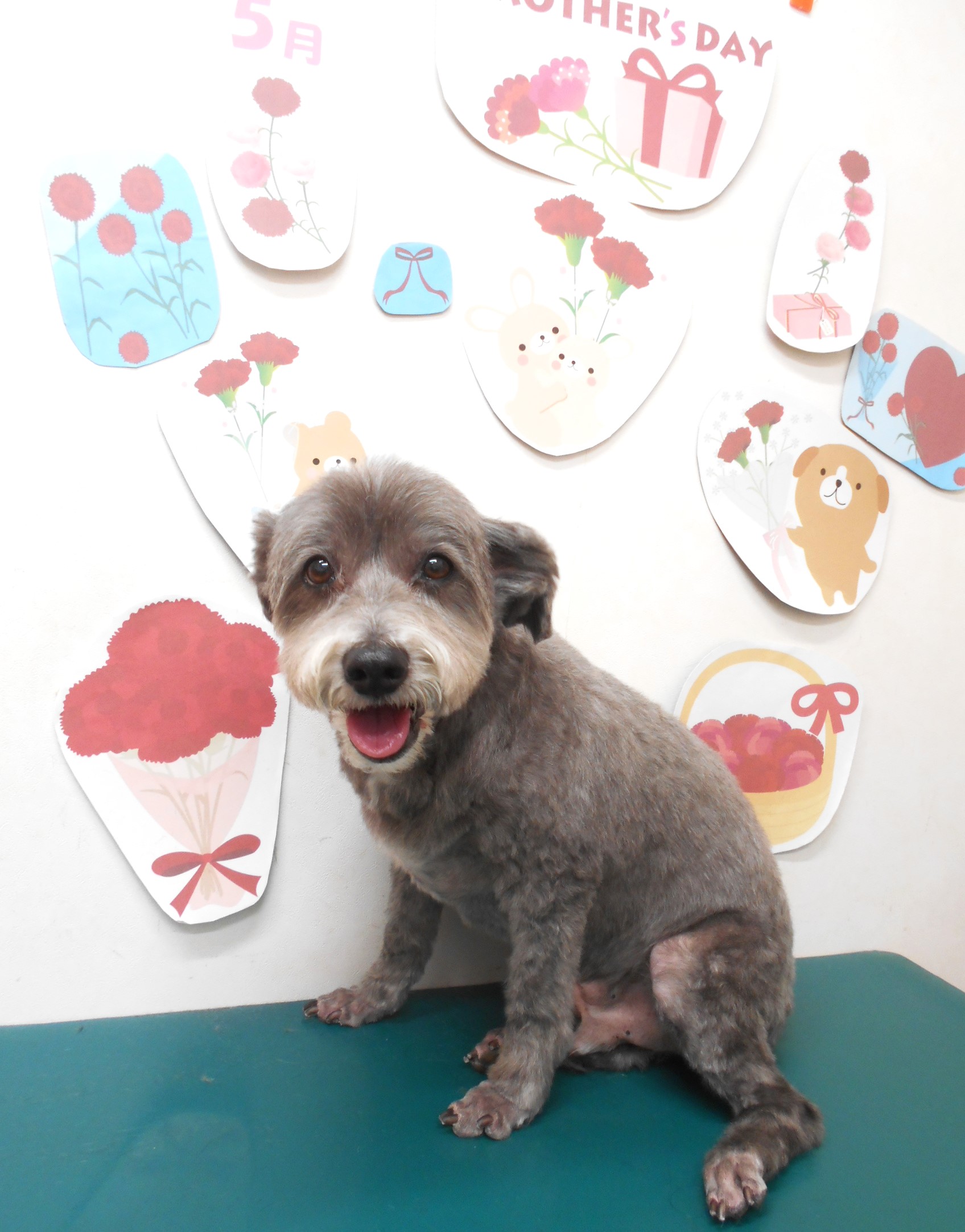 ミックス犬(その他)のトリミングカット シュシュどうぶつ病院の1枚目