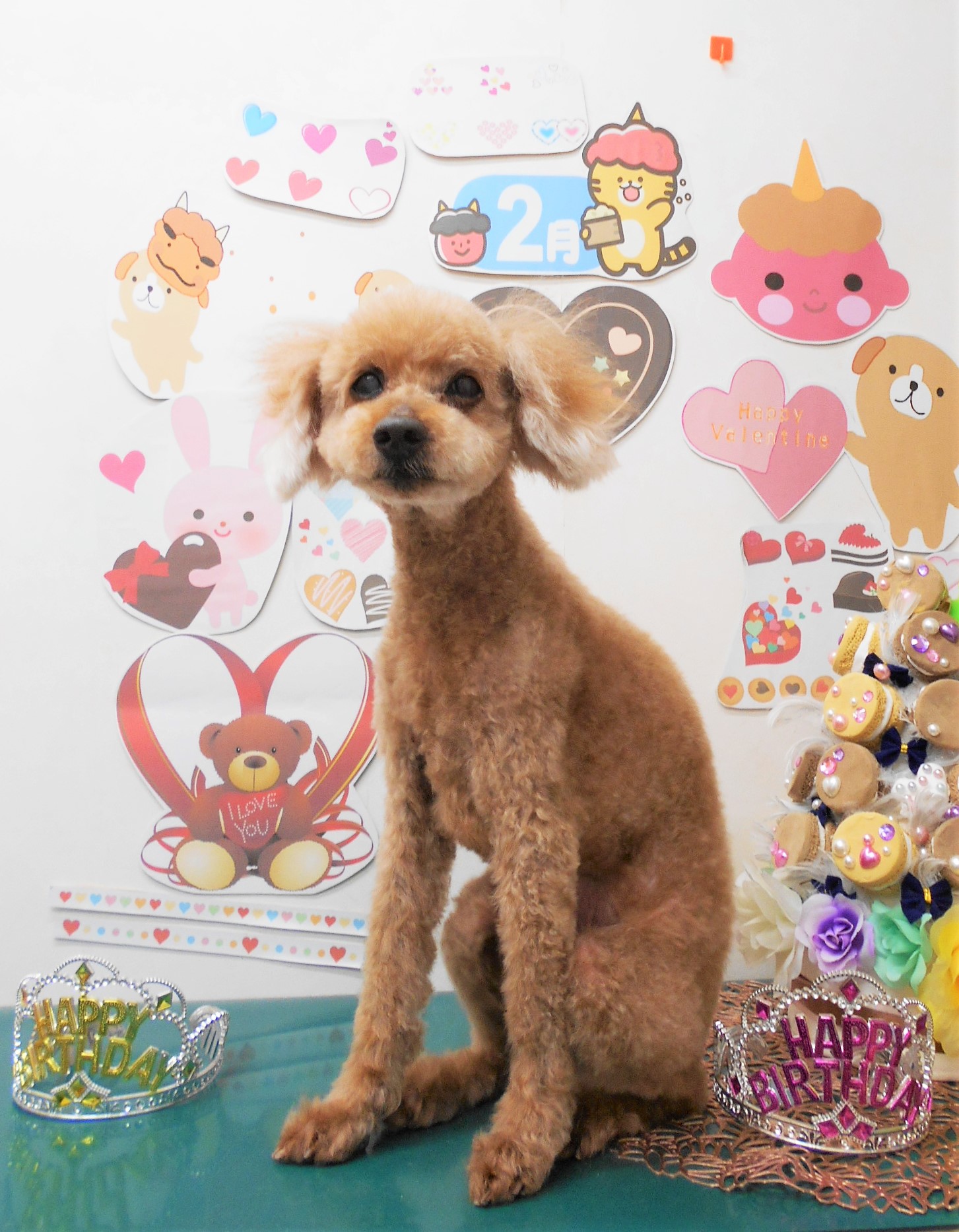 トイプードルのトリミングカット シュシュどうぶつ病院の1枚目