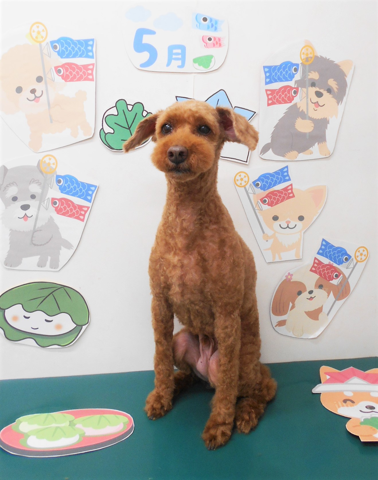 トイプードルのトリミングカット シュシュどうぶつ病院の1枚目