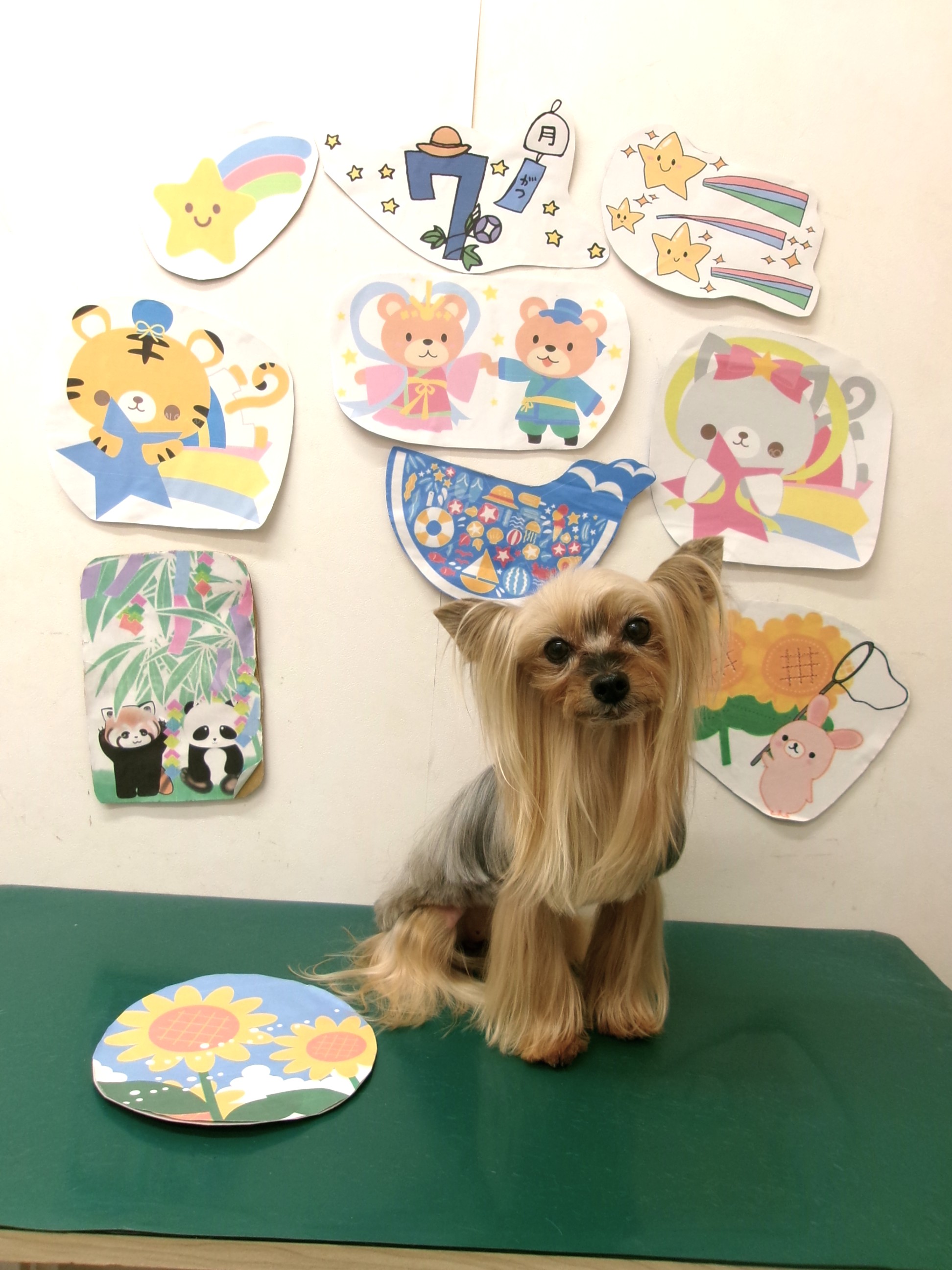 ヨークシャーテリアのトリミングカット シュシュどうぶつ病院の1枚目