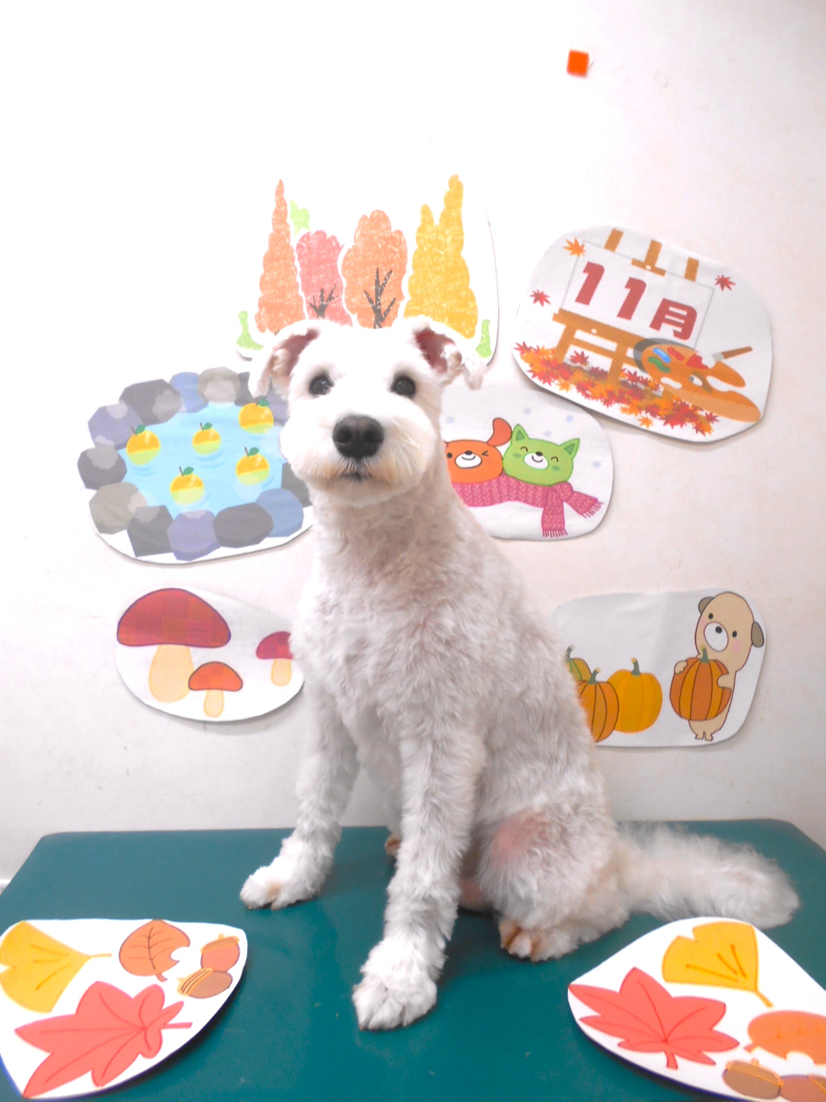 ミニチュアシュナウザーのトリミングカット シュシュどうぶつ病院の1枚目