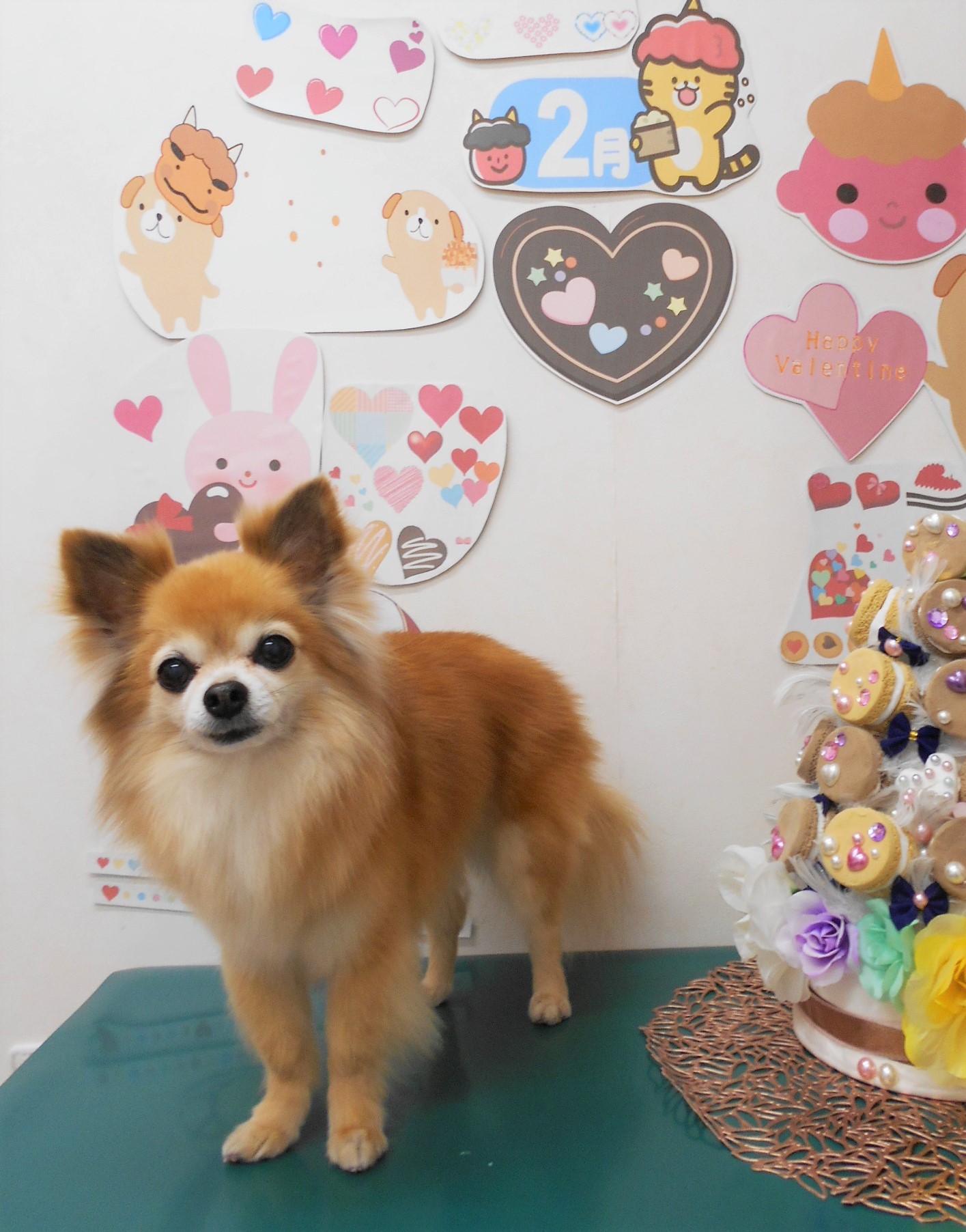 チワワのトリミングカット シュシュどうぶつ病院の1枚目