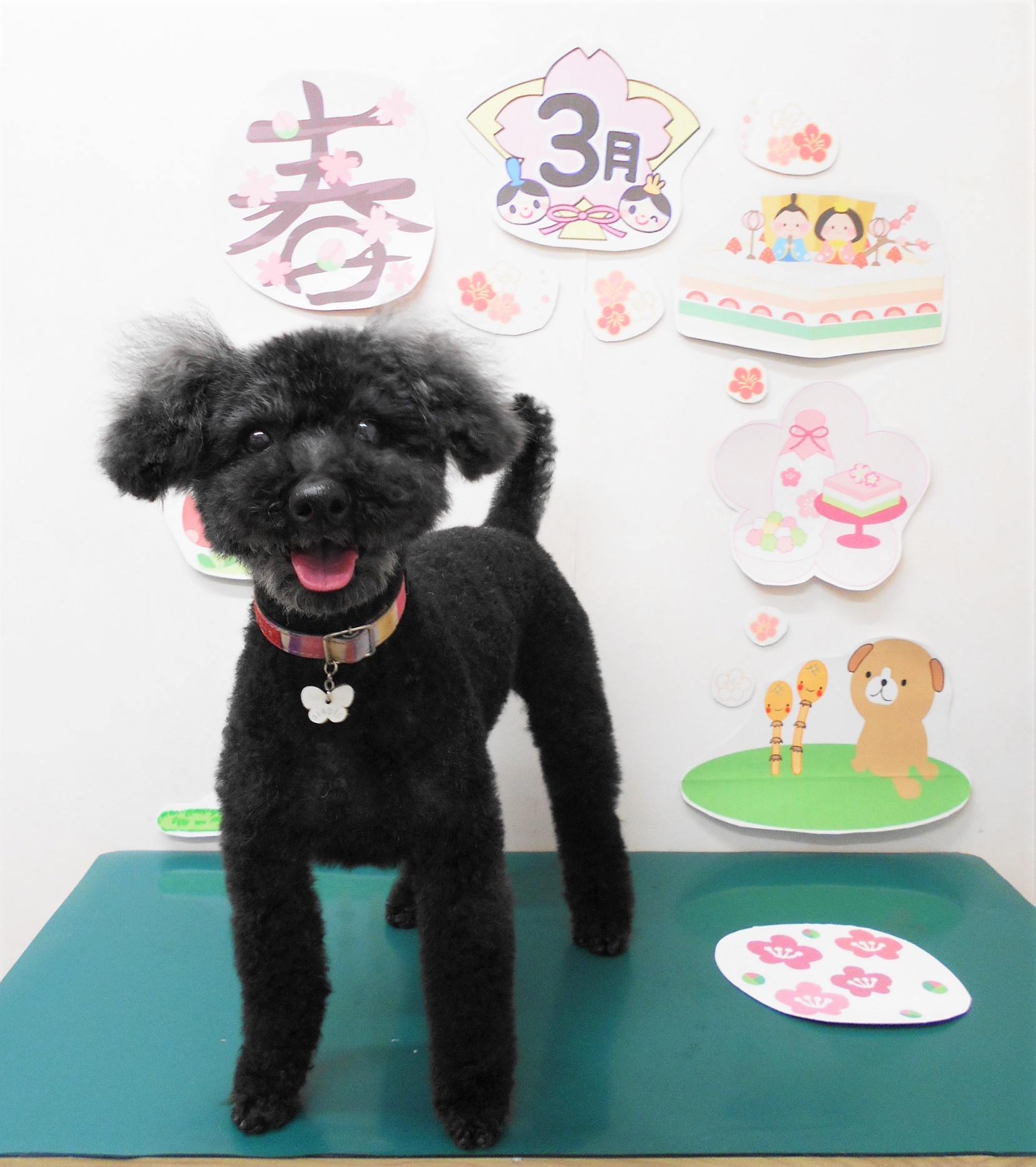 トイプードルのトリミングカット シュシュどうぶつ病院の1枚目