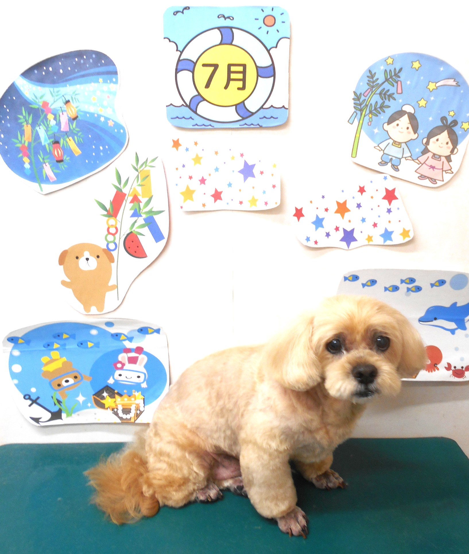 ミックス犬(その他)のトリミングカット シュシュどうぶつ病院の1枚目