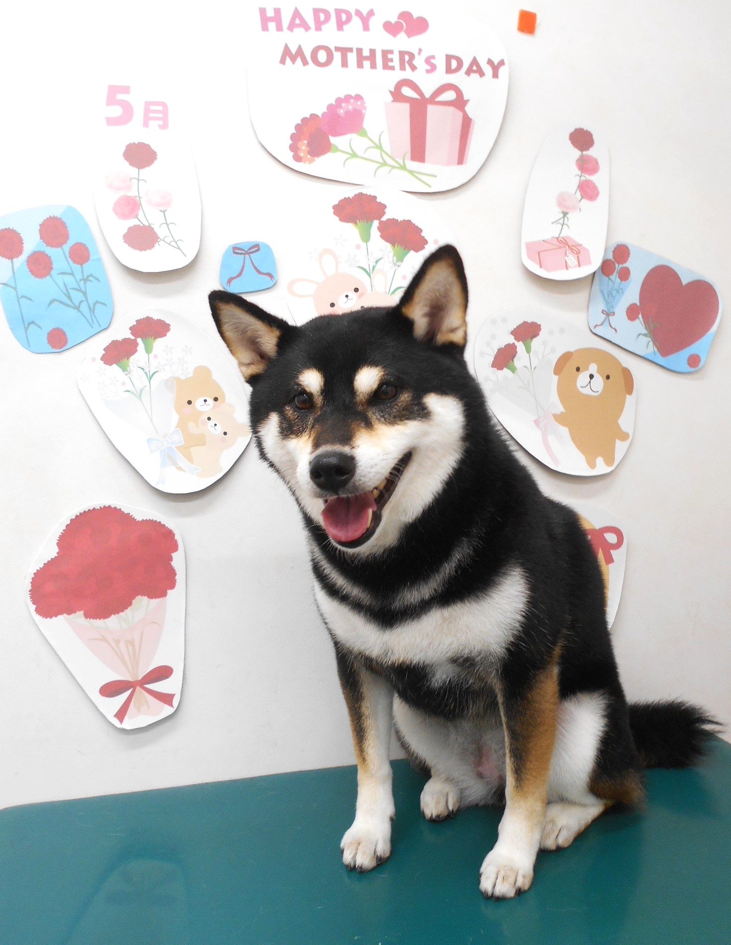 柴犬のトリミングカット シュシュどうぶつ病院の1枚目