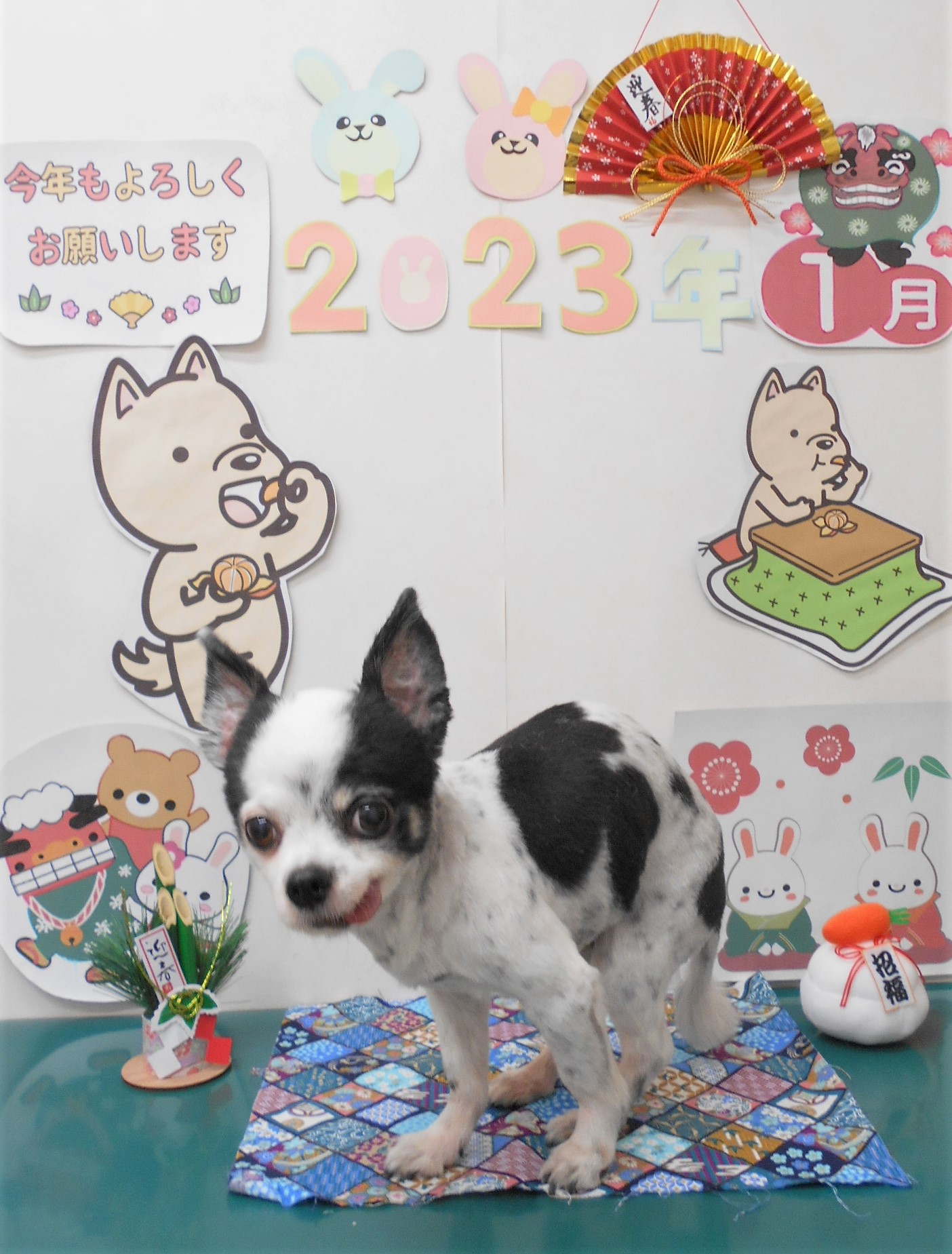 チワワのトリミングカット シュシュどうぶつ病院の1枚目