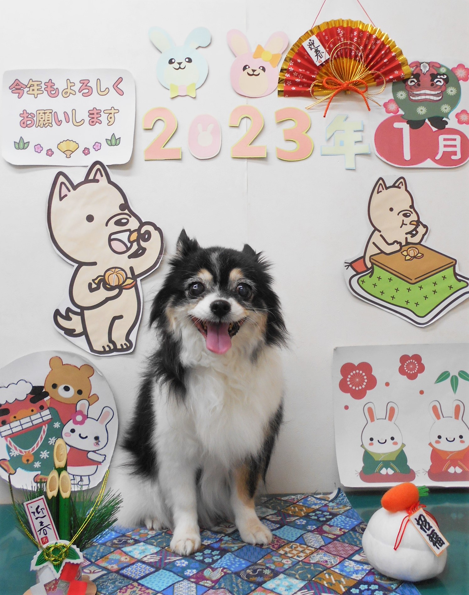 チワワのトリミングカット シュシュどうぶつ病院の1枚目