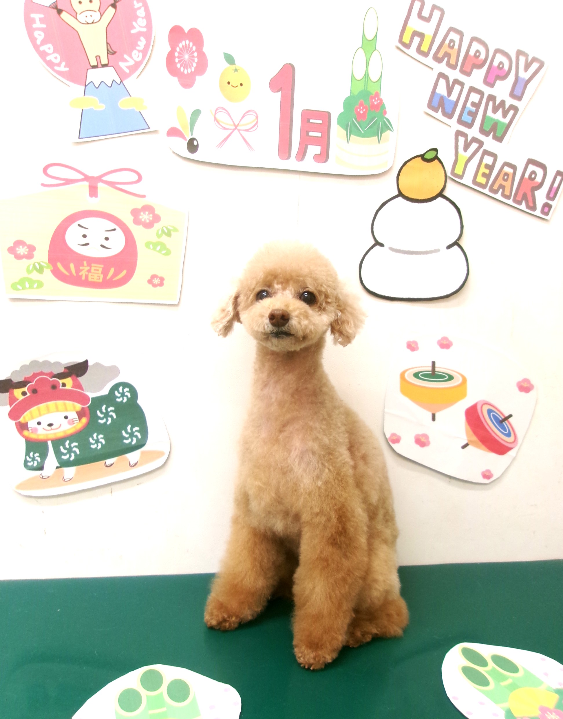 トイプードルのトリミングカット シュシュどうぶつ病院の1枚目