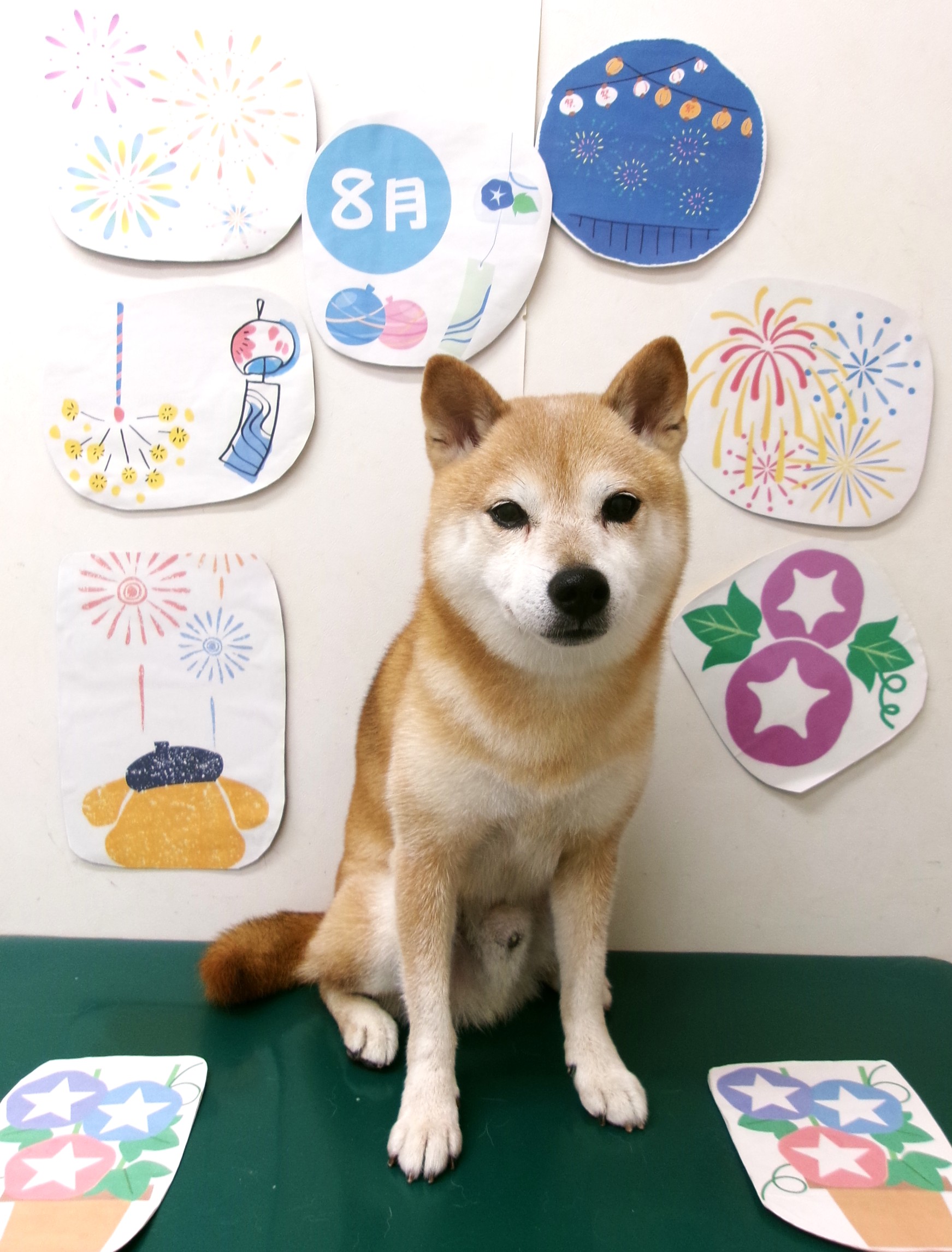 トリミングサロン シュシュどうぶつ病院のトリミングカット-10337の1枚目