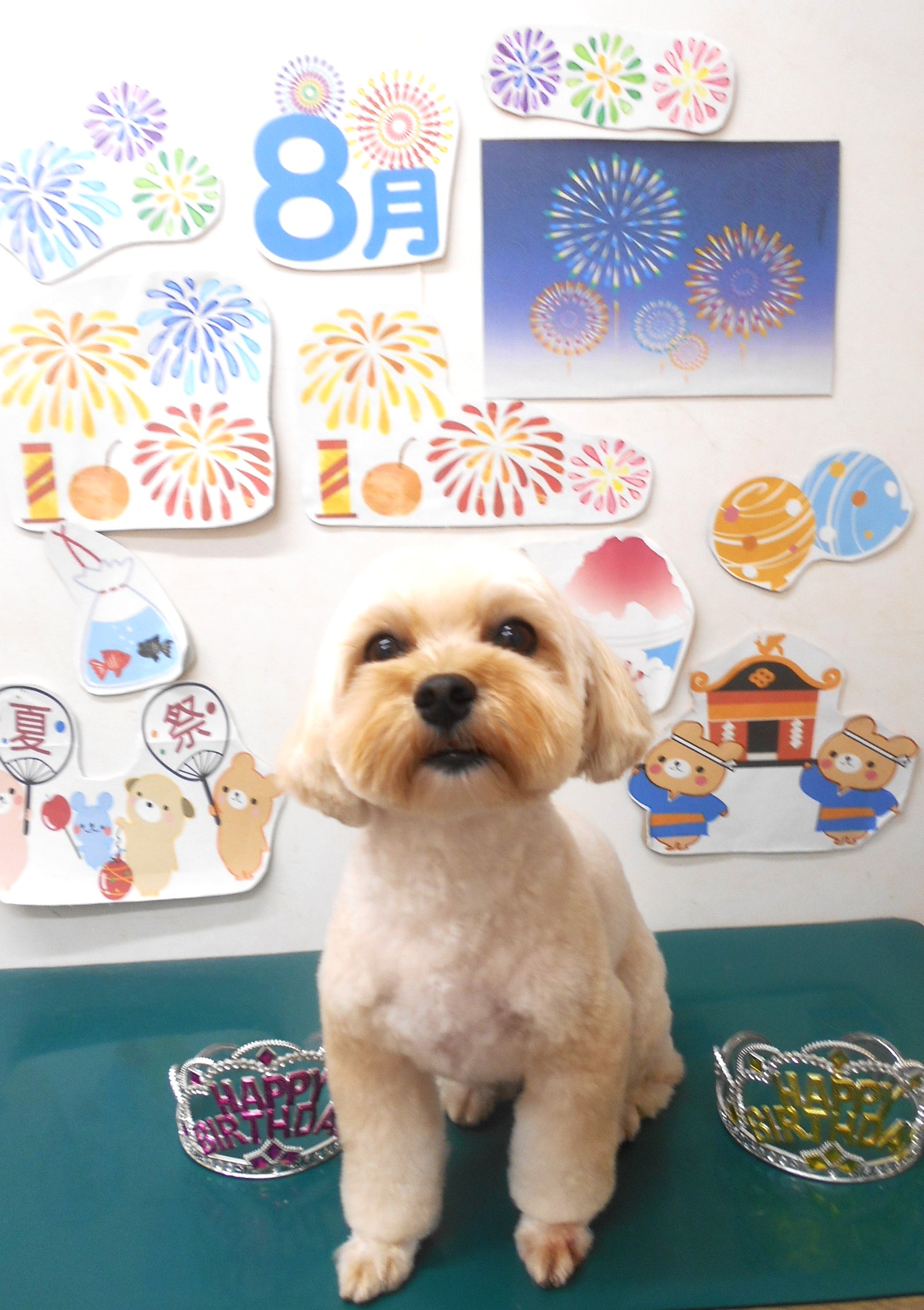 ミックス犬(その他)のトリミングカット シュシュどうぶつ病院の1枚目