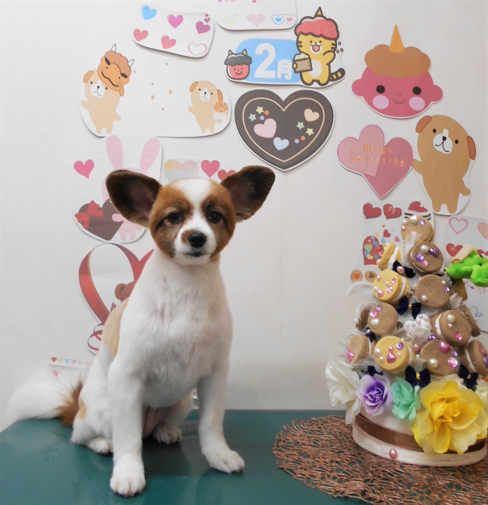 パピヨンのトリミングカット シュシュどうぶつ病院の1枚目