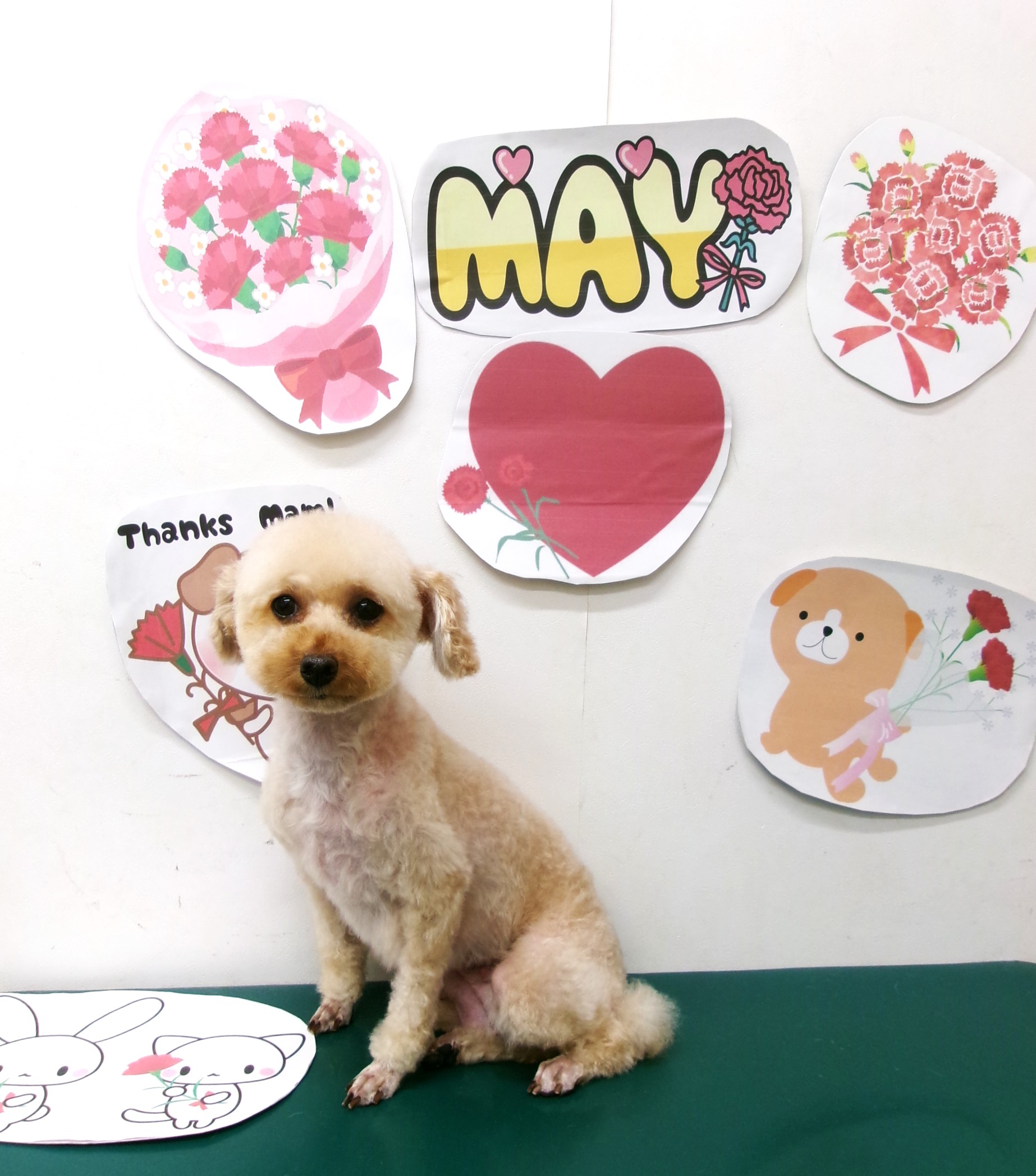 トリミングサロン シュシュどうぶつ病院のトリミングカット-10028の1枚目