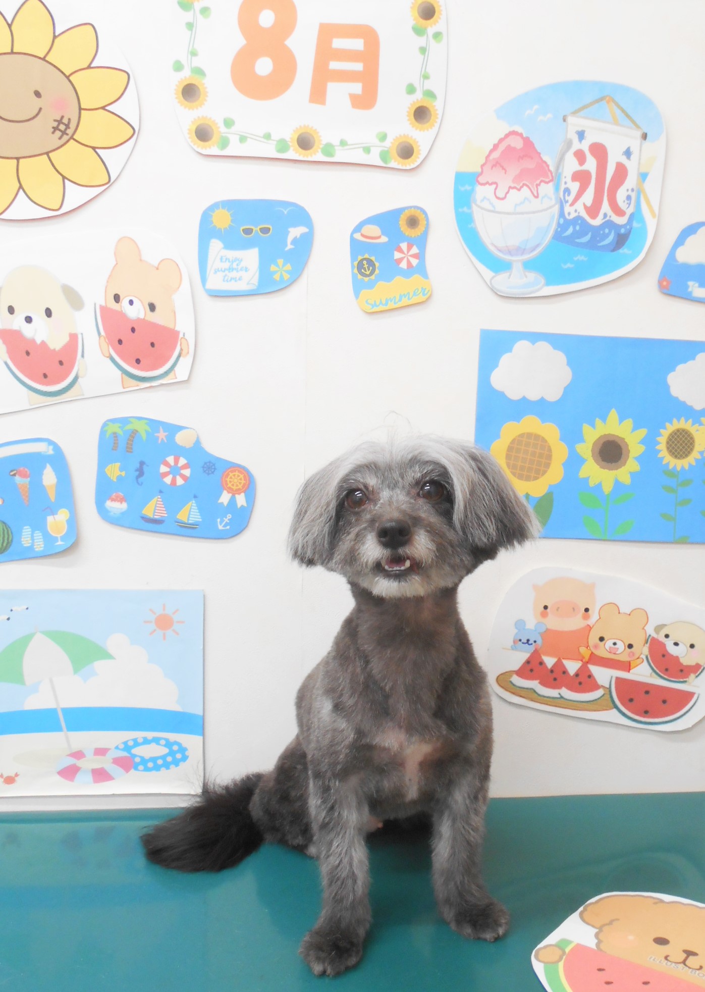 ミックス犬(その他)のトリミングカット シュシュどうぶつ病院の1枚目