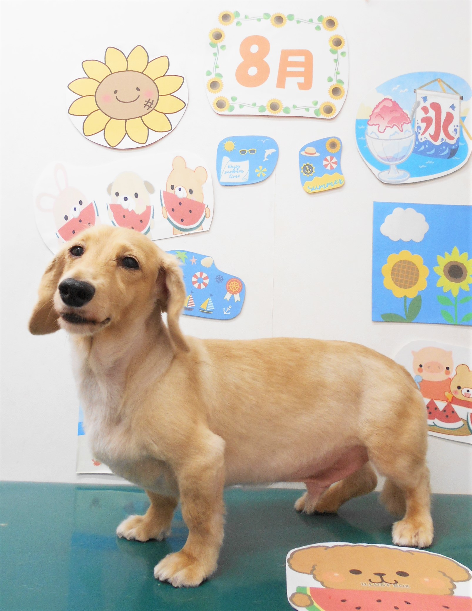 カニンヘンダックスフンドのトリミングカット シュシュどうぶつ病院の1枚目