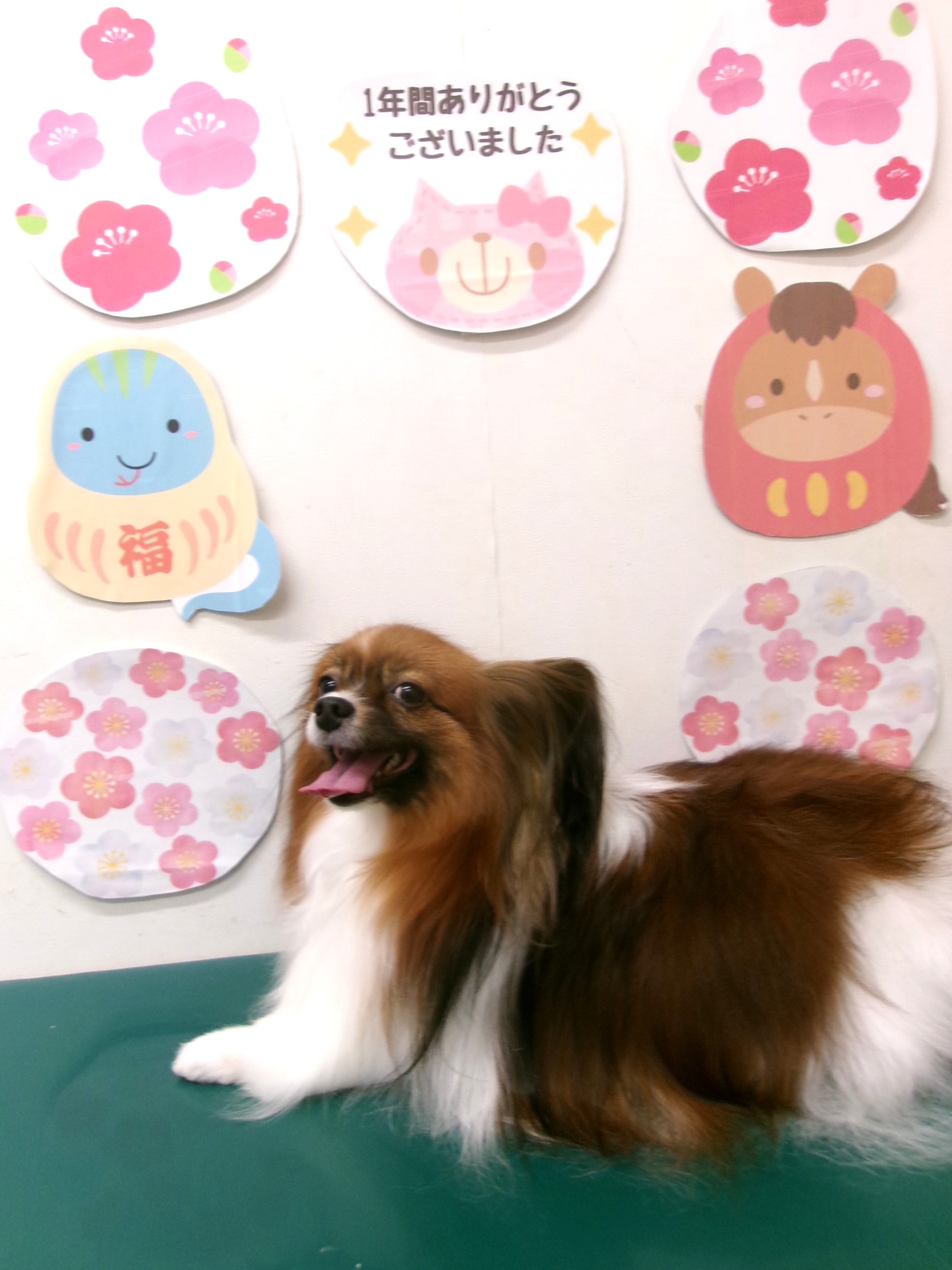 カット例 - シュシュどうぶつ病院