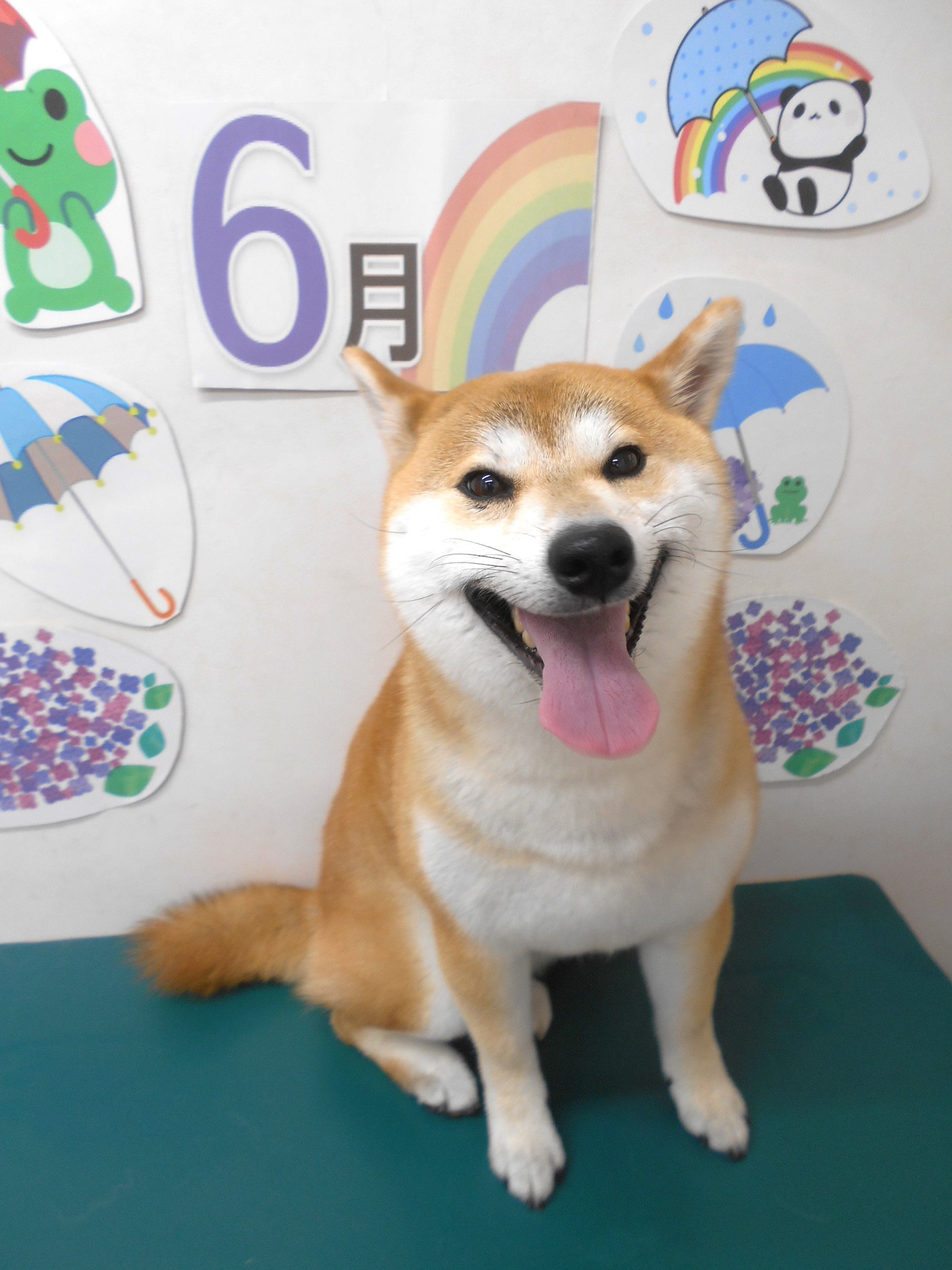 柴犬のトリミングカット シュシュどうぶつ病院の1枚目
