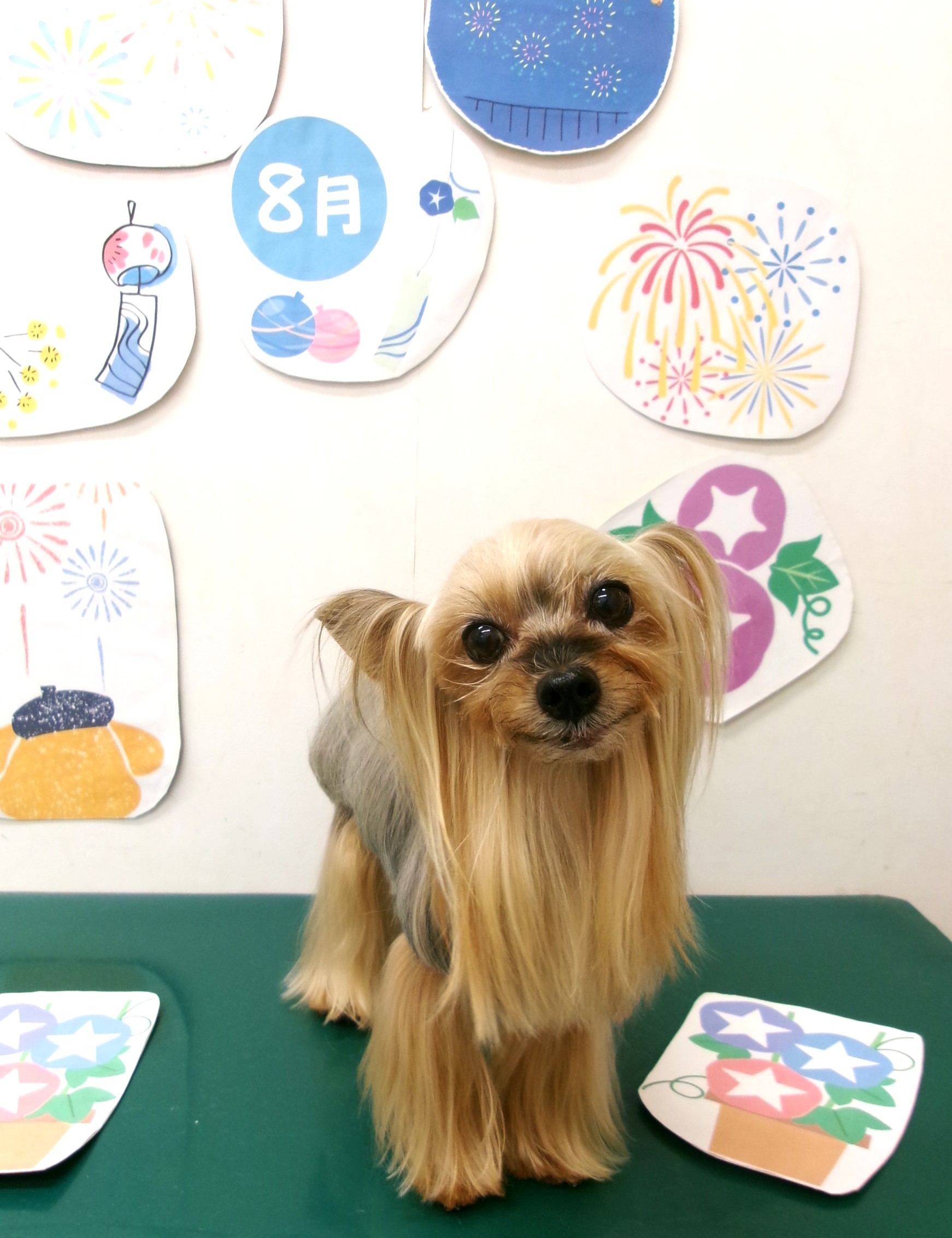 トリミングサロン シュシュどうぶつ病院のトリミングカット-10314の1枚目