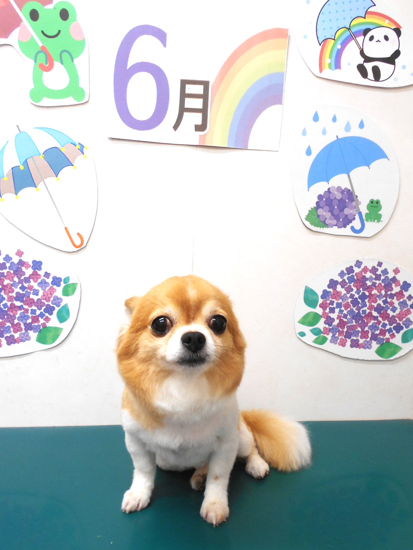 チワワのトリミングカット シュシュどうぶつ病院の1枚目