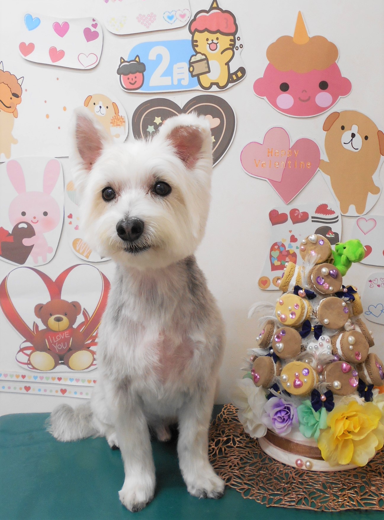 ミックス犬(その他)のトリミングカット シュシュどうぶつ病院の1枚目