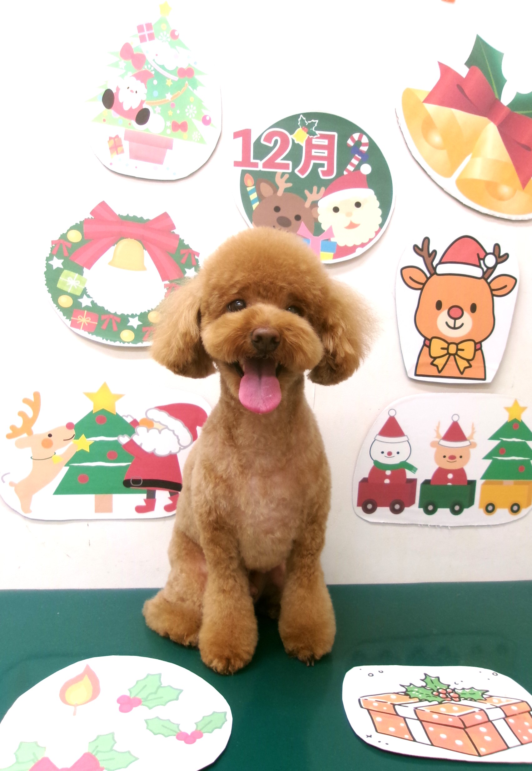 トイプードルのトリミングカット シュシュどうぶつ病院の1枚目