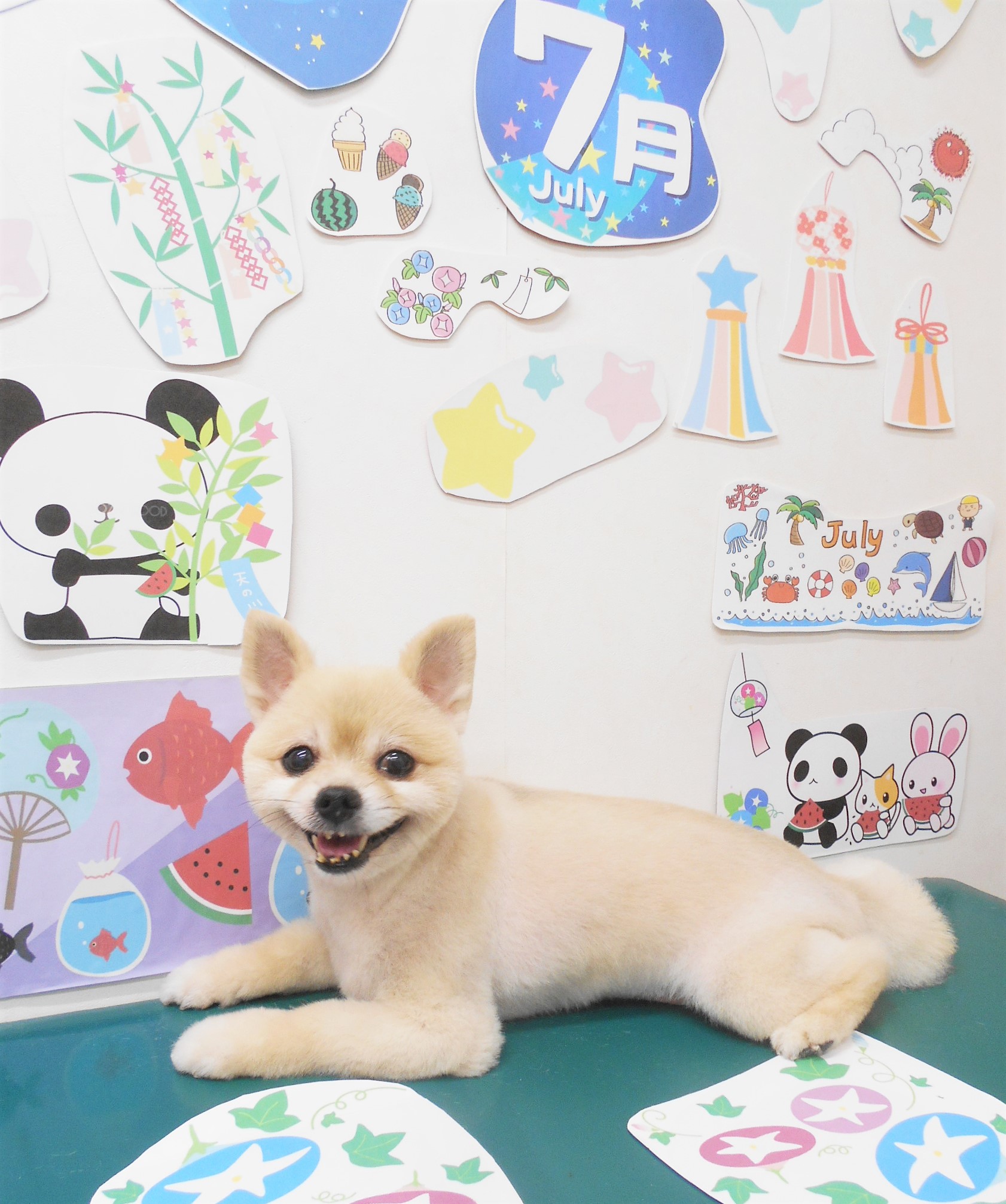 ミックス犬(その他)のトリミングカット シュシュどうぶつ病院の1枚目