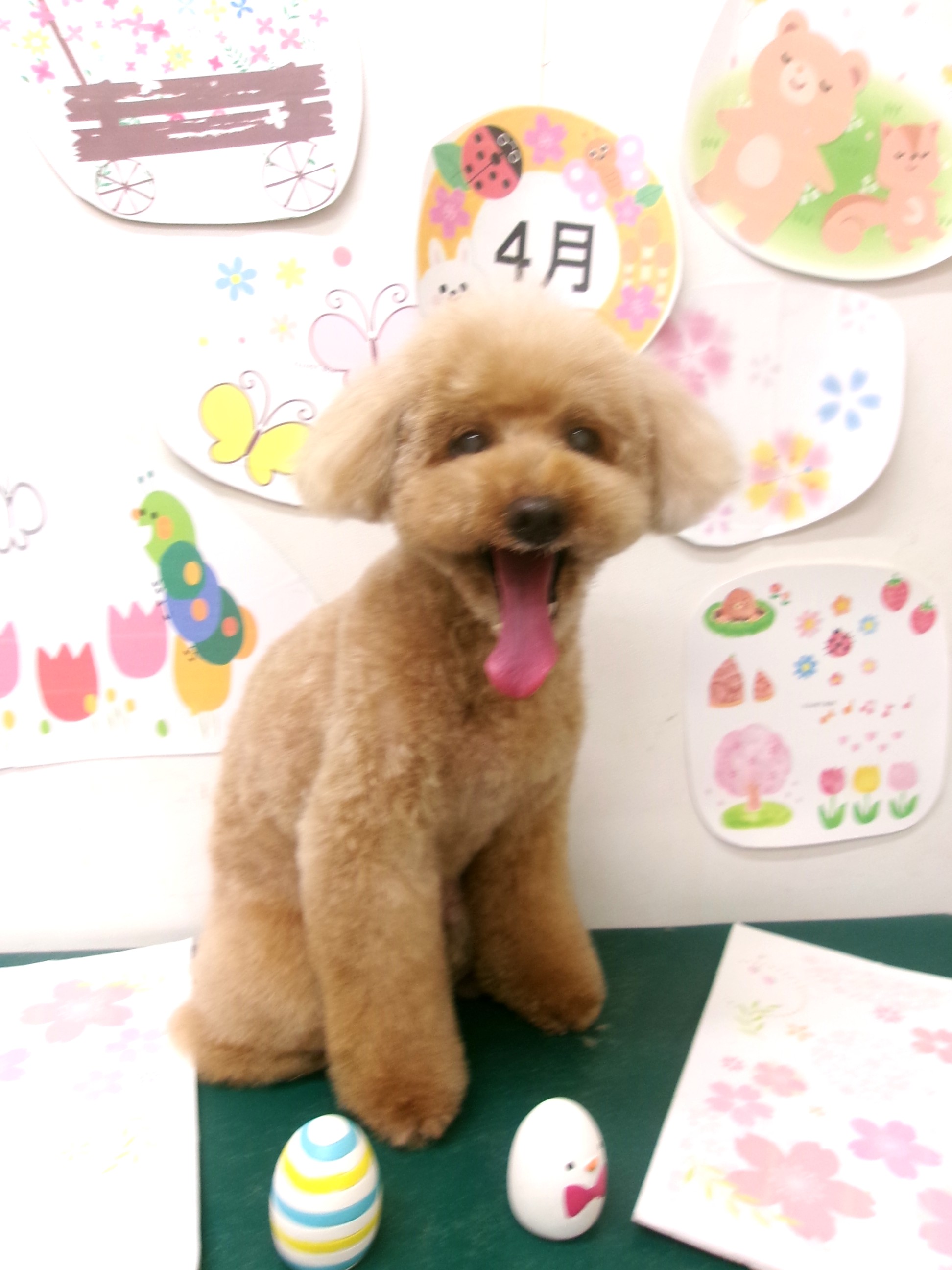トリミングサロン シュシュどうぶつ病院のトリミングカット-9966の1枚目