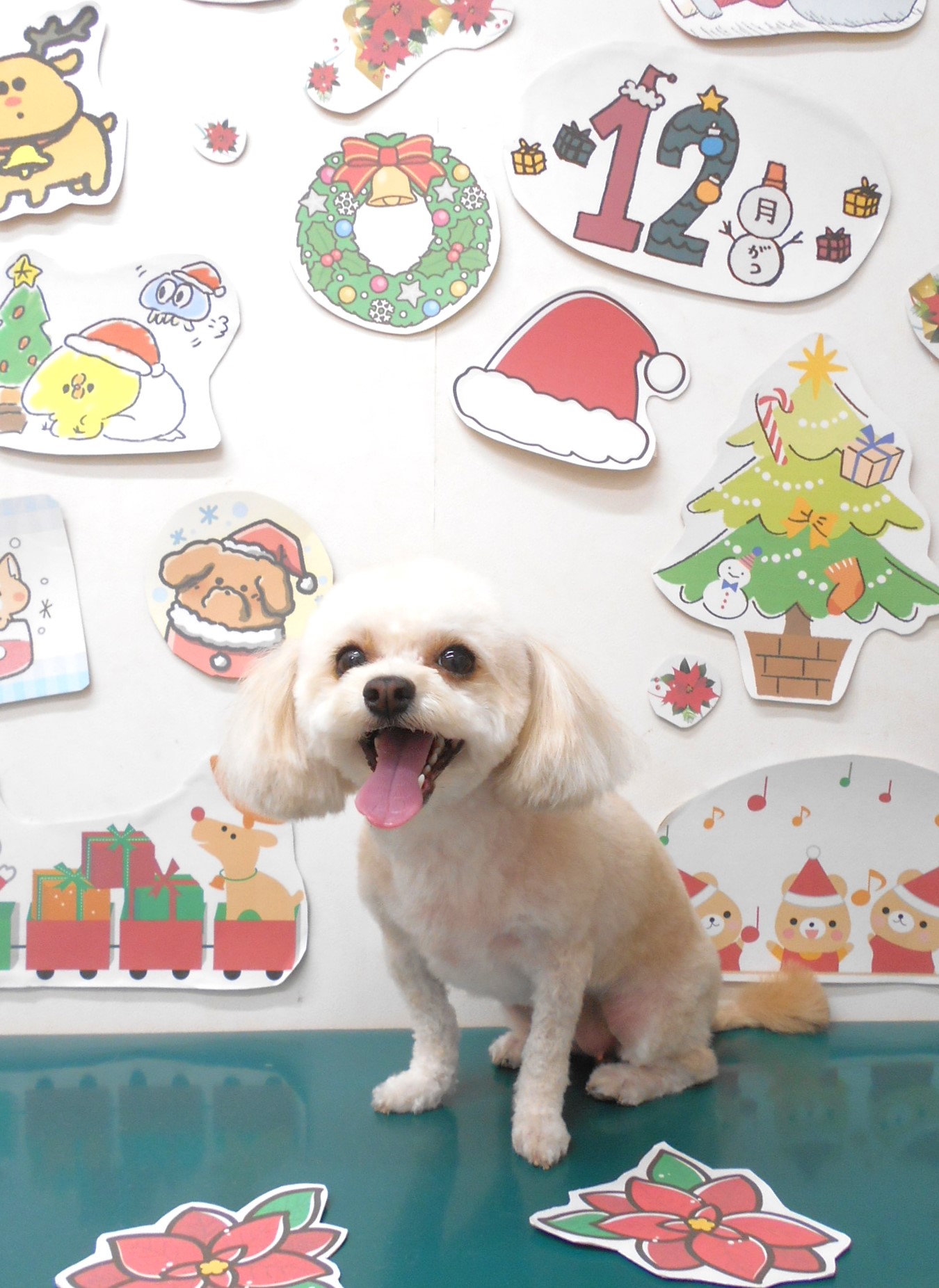 ミックス犬(その他)のトリミングカット シュシュどうぶつ病院の1枚目