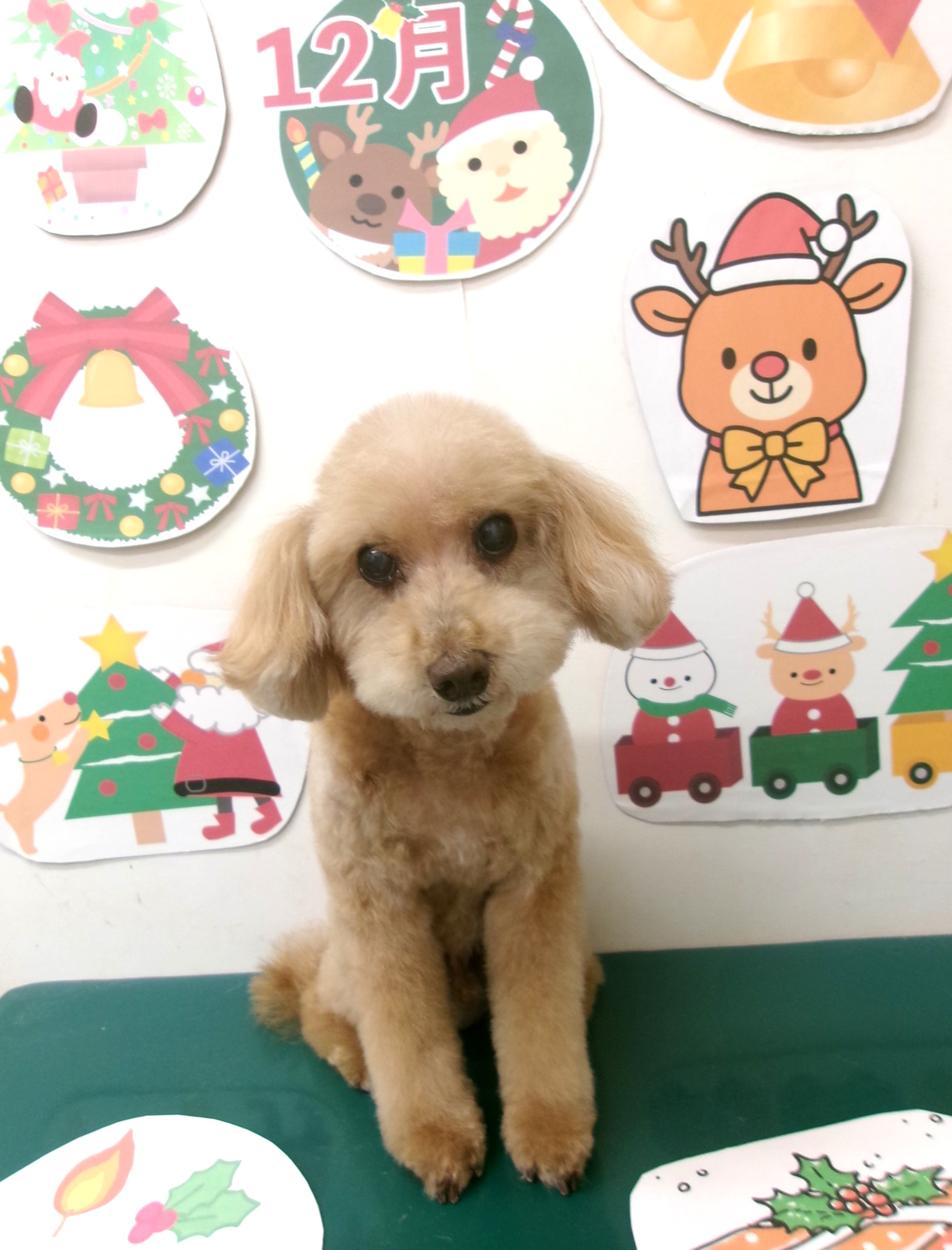 トイプードルのトリミングカット シュシュどうぶつ病院の1枚目