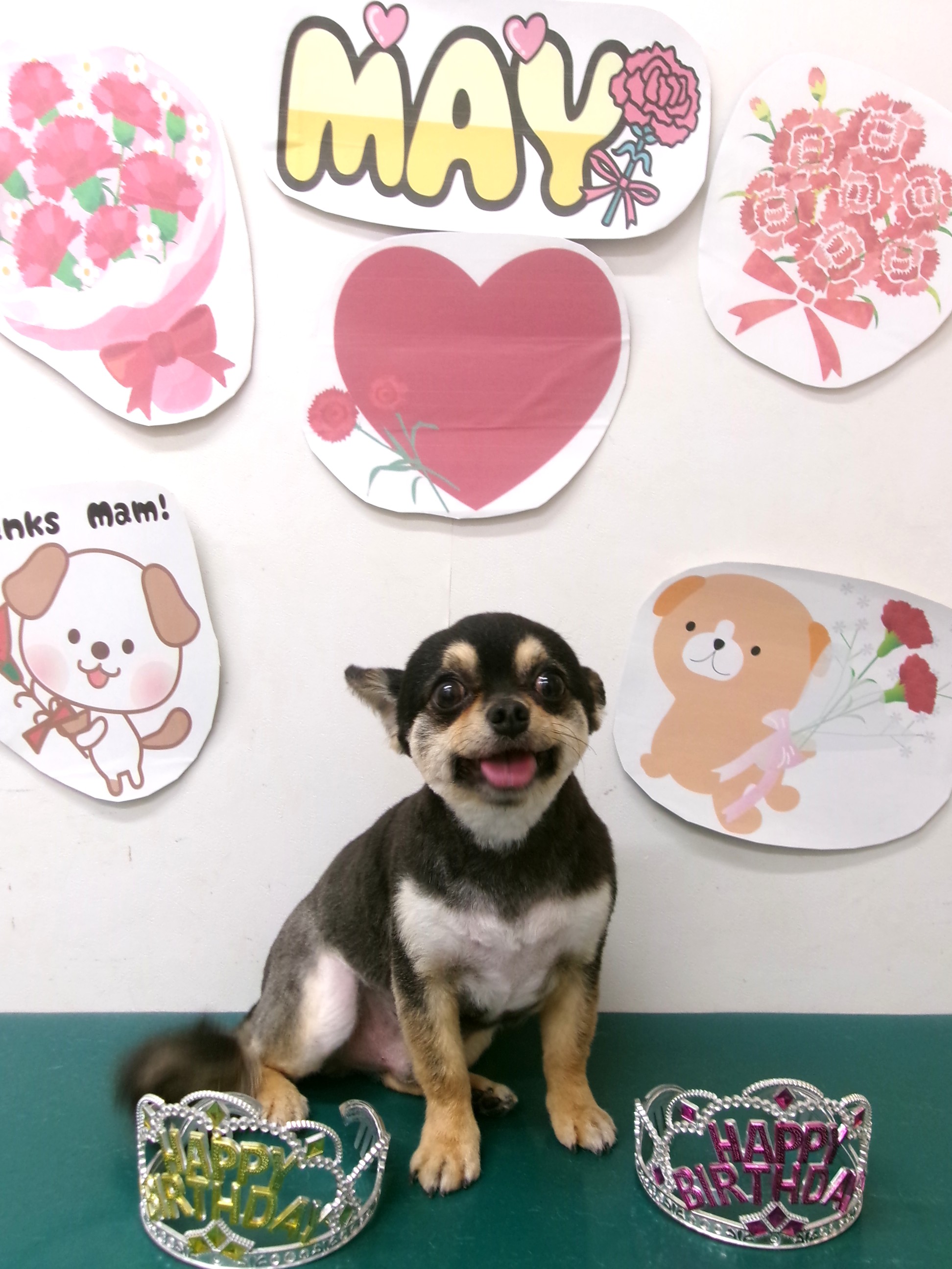 トリミングサロン シュシュどうぶつ病院のトリミングカット-9981の1枚目