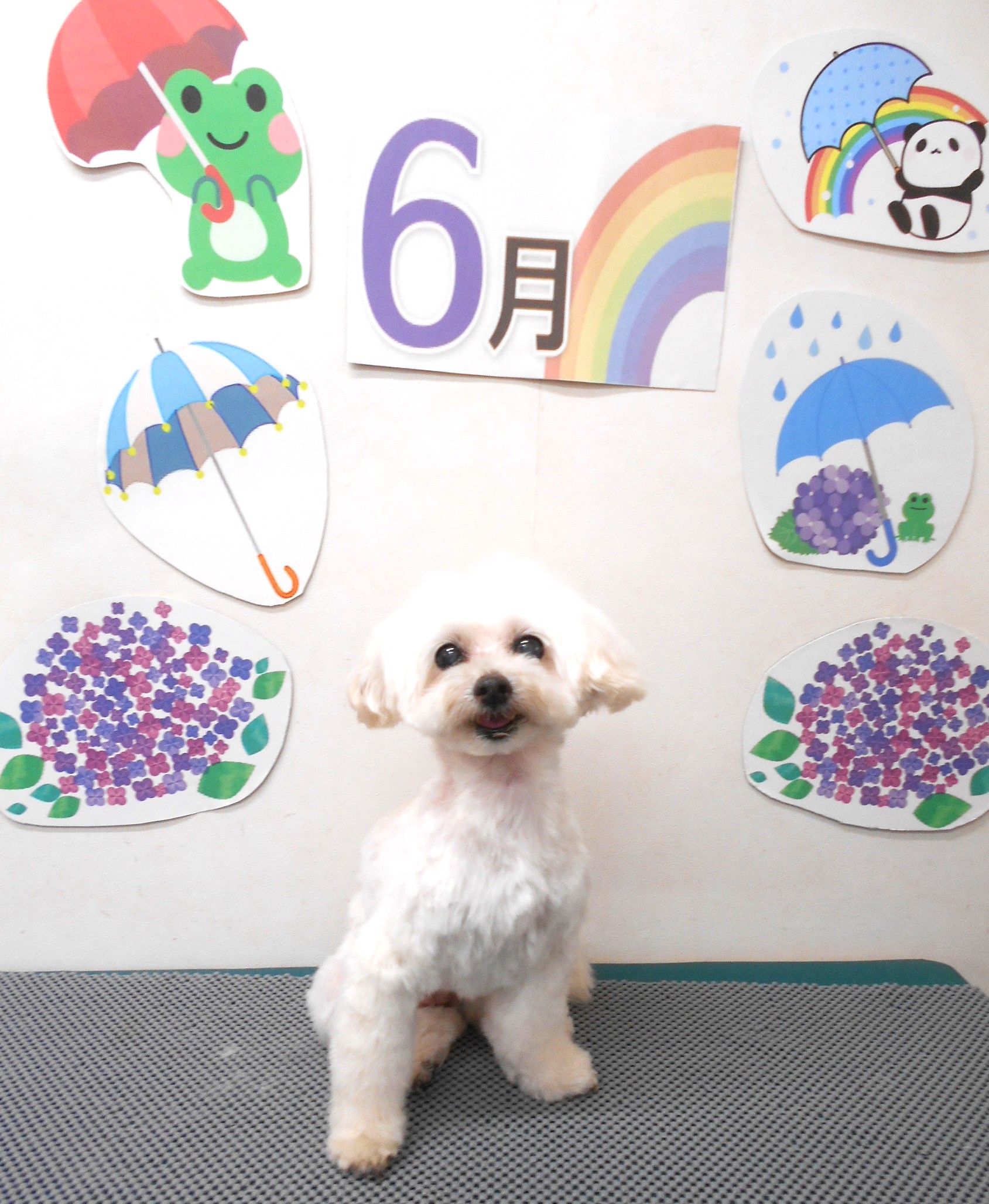 ミックス犬(その他)のトリミングカット シュシュどうぶつ病院の1枚目