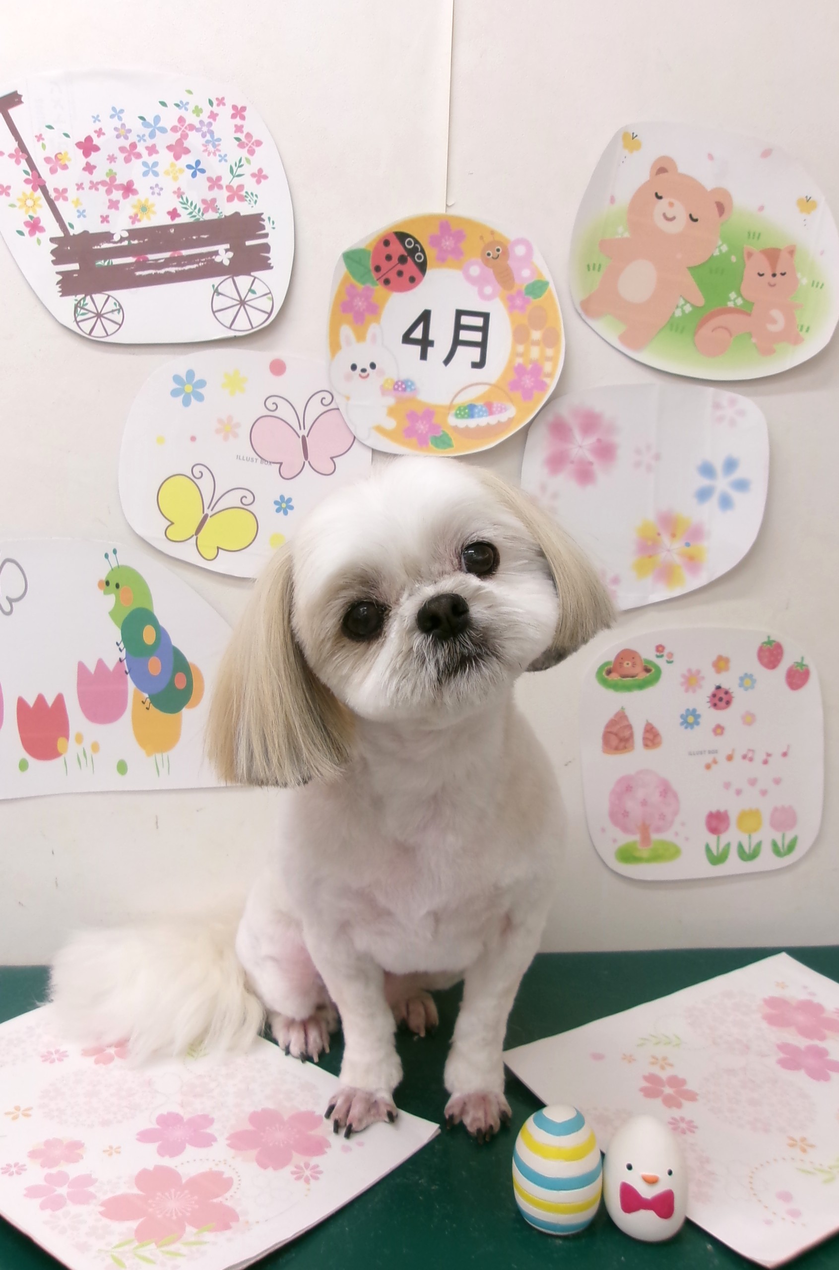 トリミングサロン シュシュどうぶつ病院のトリミングカット-9937の1枚目