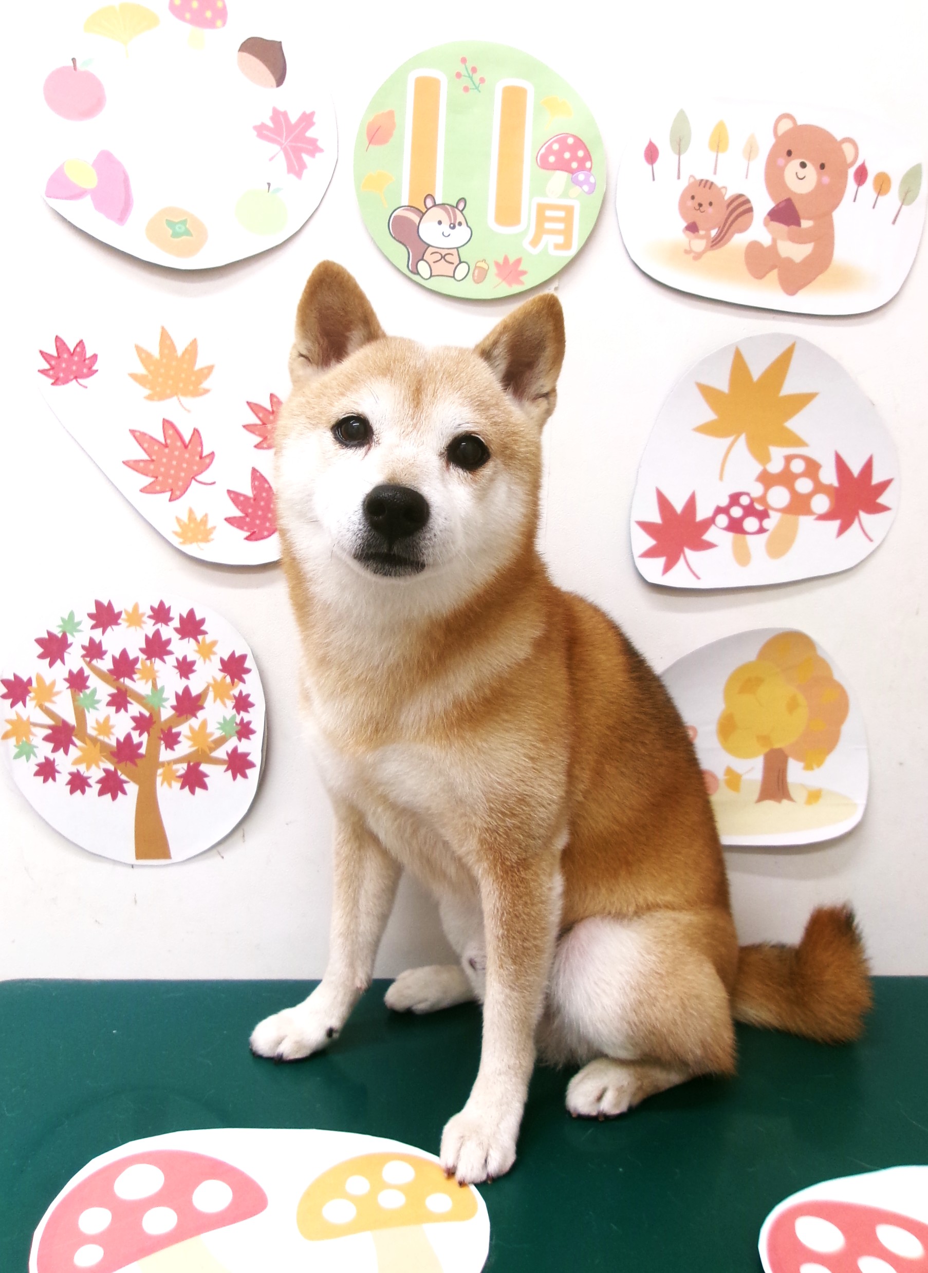 柴犬のトリミングカット シュシュどうぶつ病院の1枚目