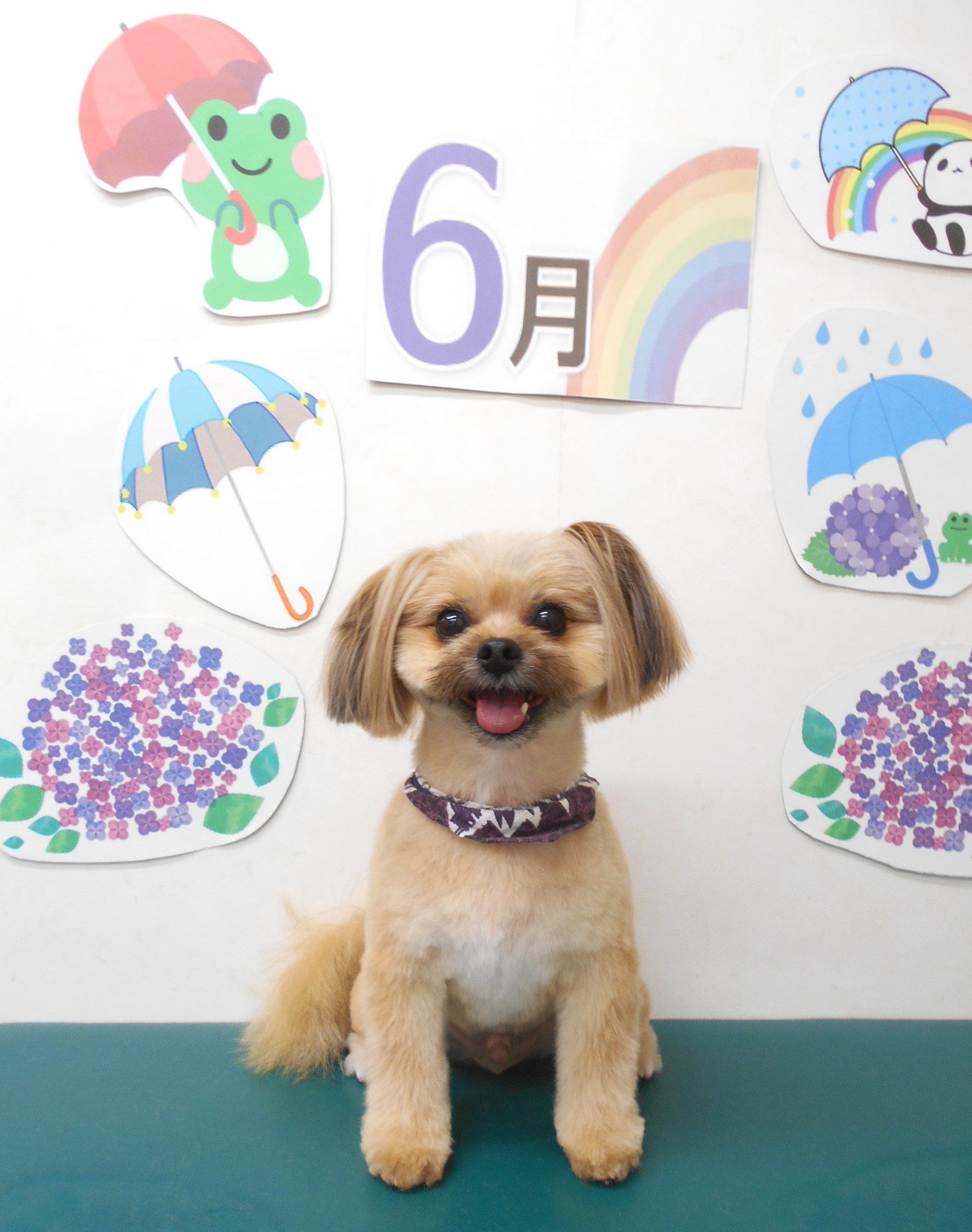 ミックス犬(その他)のトリミングカット シュシュどうぶつ病院の1枚目