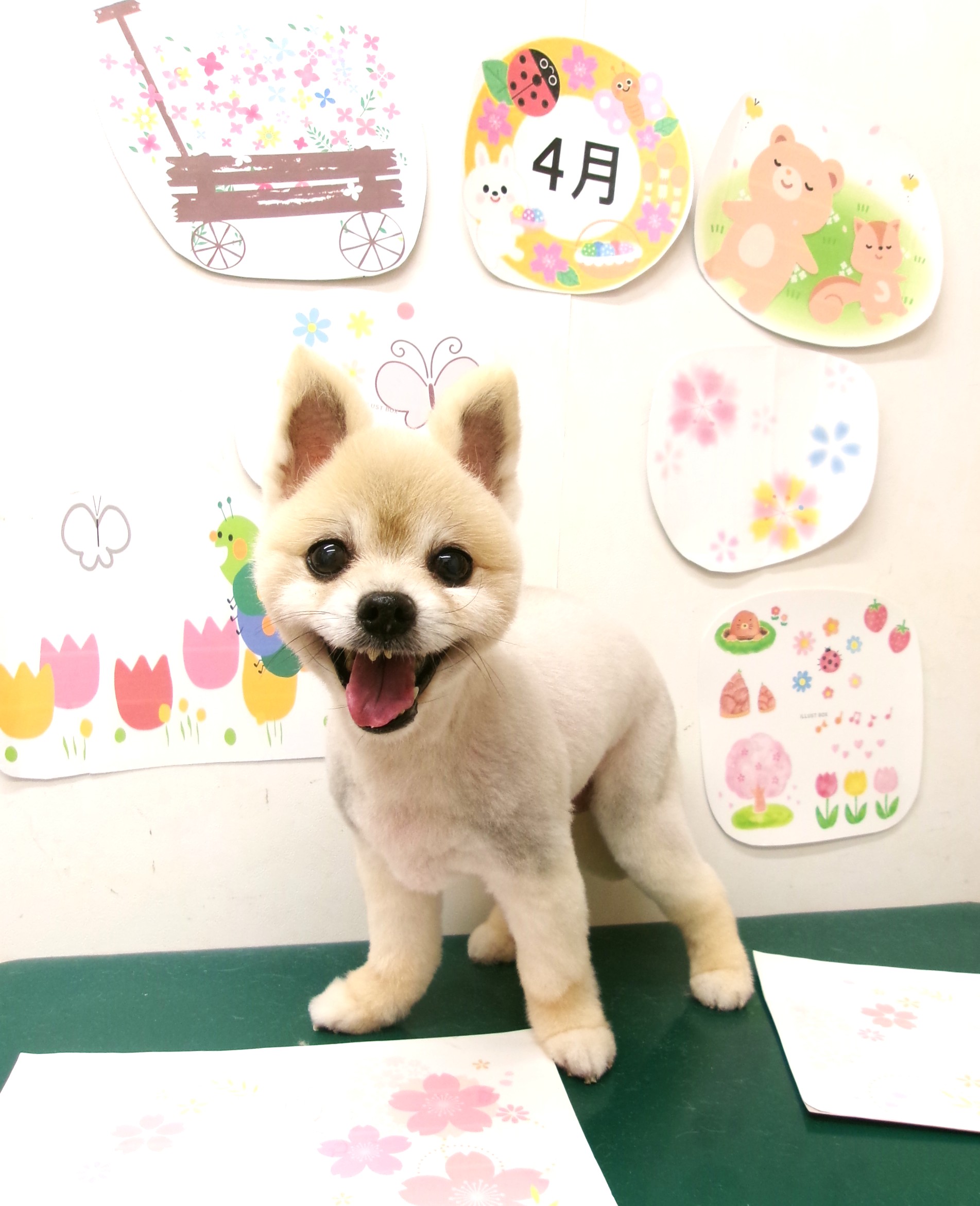 トリミングサロン シュシュどうぶつ病院のトリミングカット-9945の1枚目