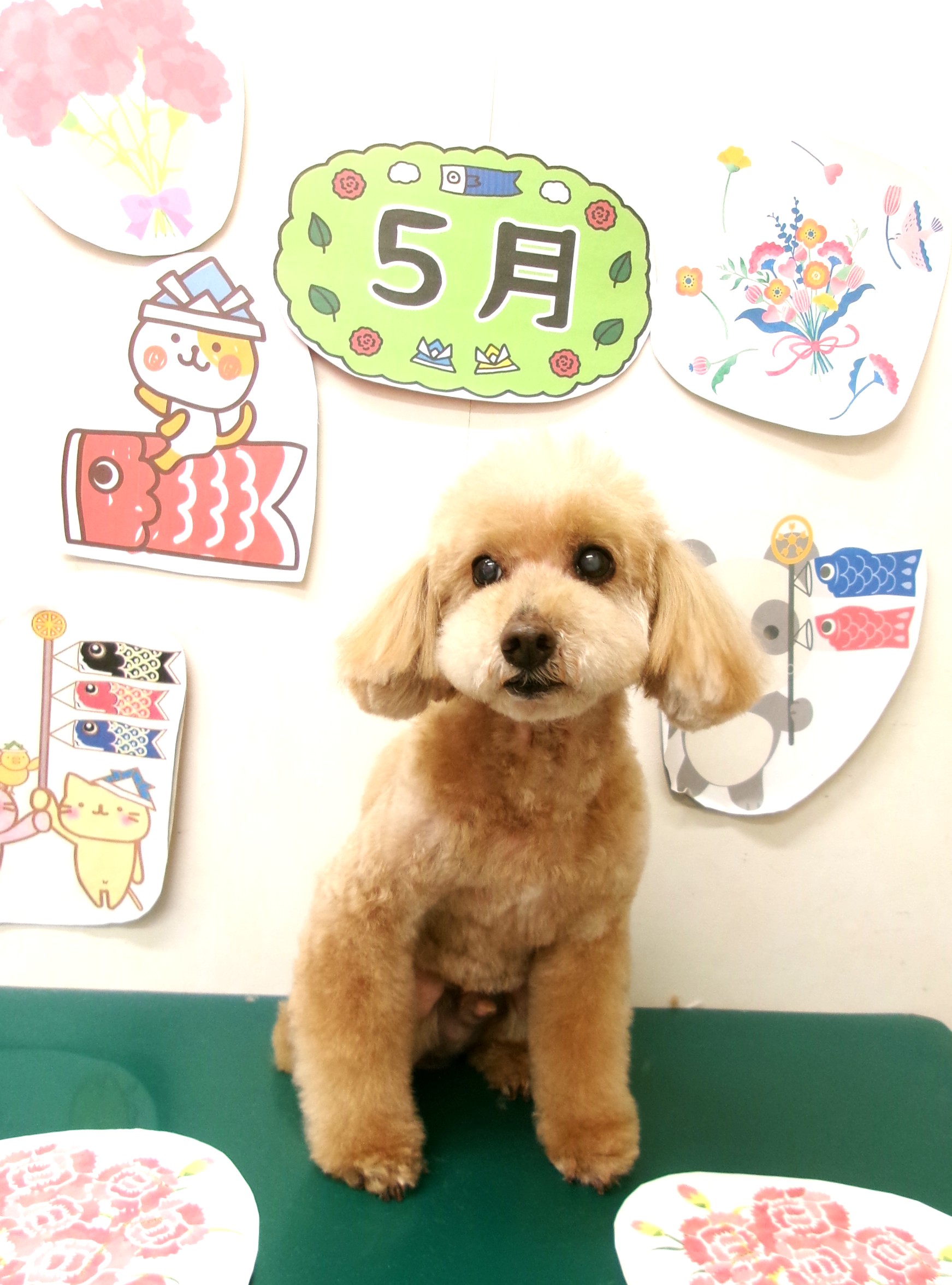 トイプードルのトリミングカット シュシュどうぶつ病院の1枚目